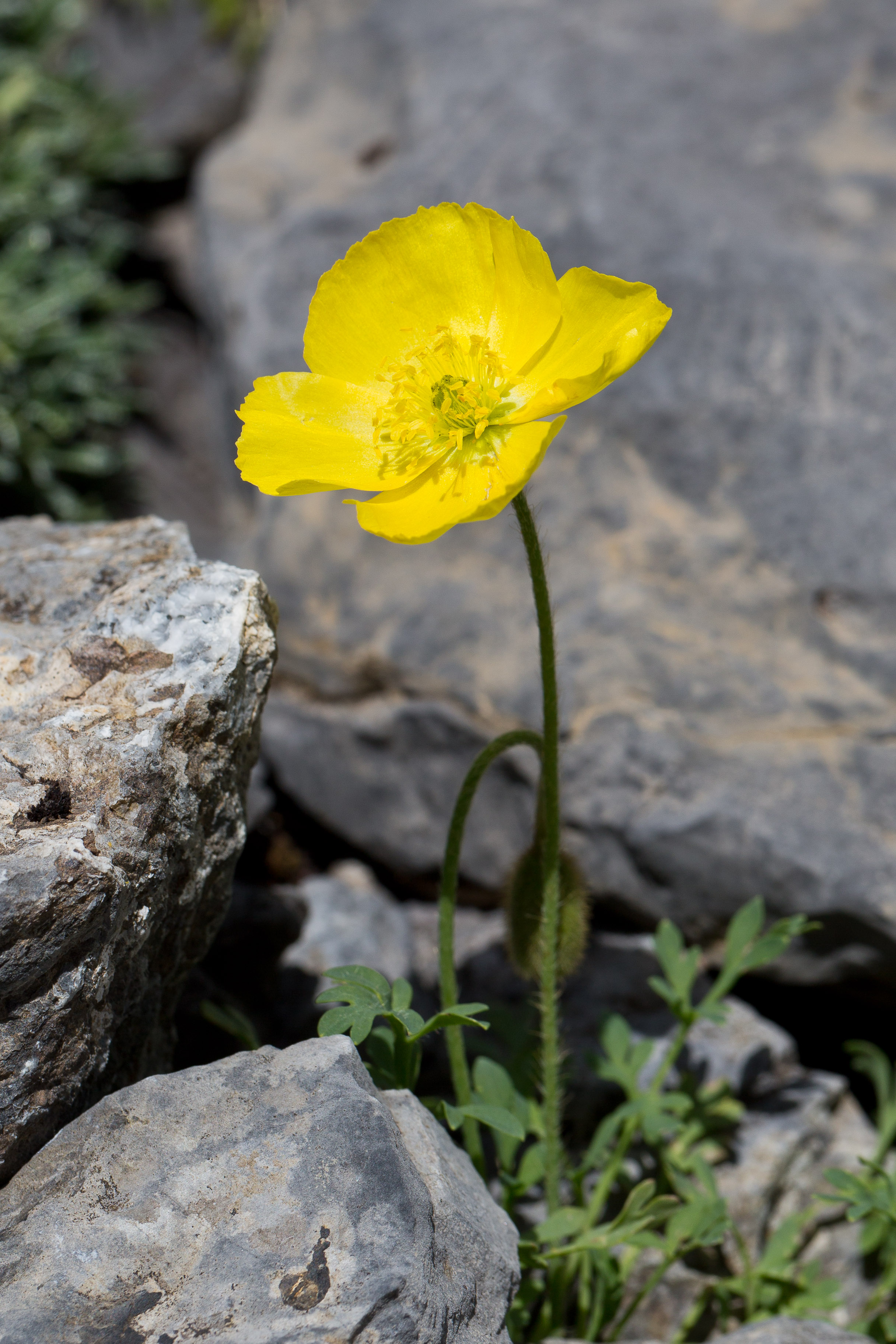 Papaveraceae_Papaver alpinum rhaeticum 3-2.jpg
