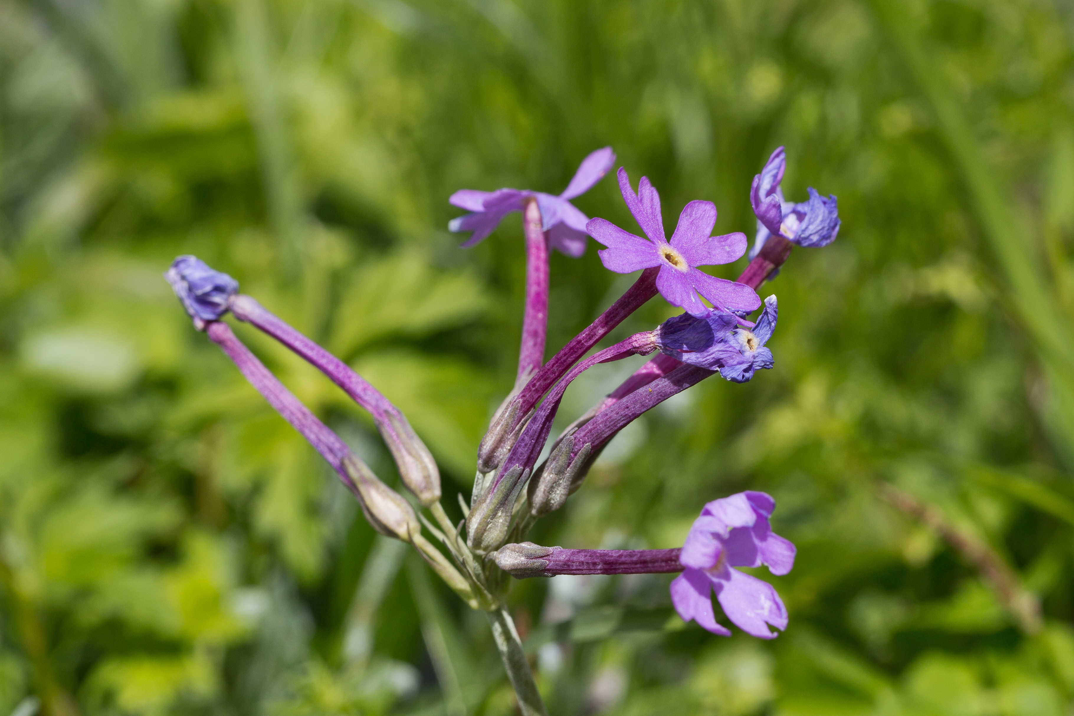 Primulaceae_Primula halleri 1-2.jpg