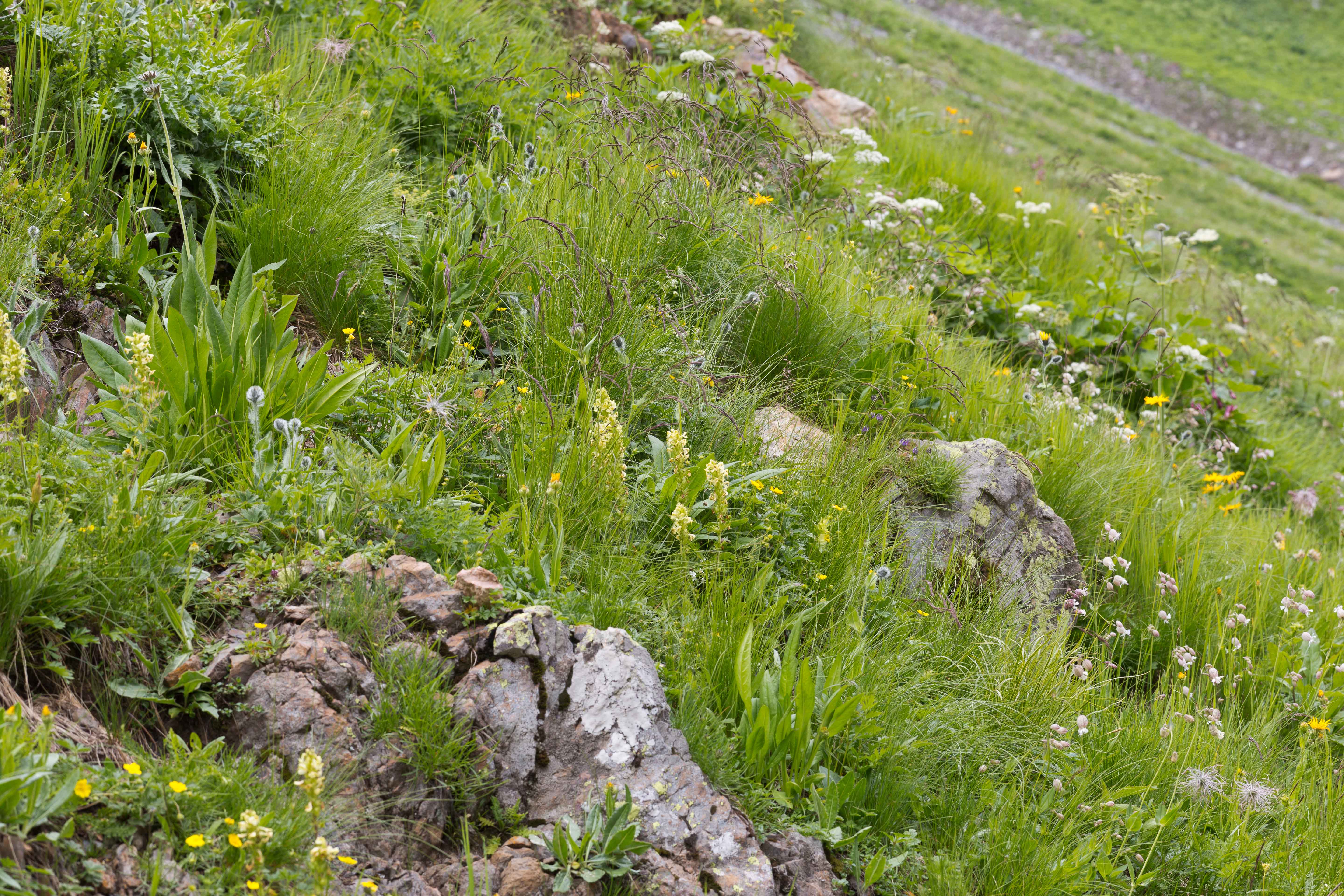 Wolayersee_Ruhschutt 3-2.jpg