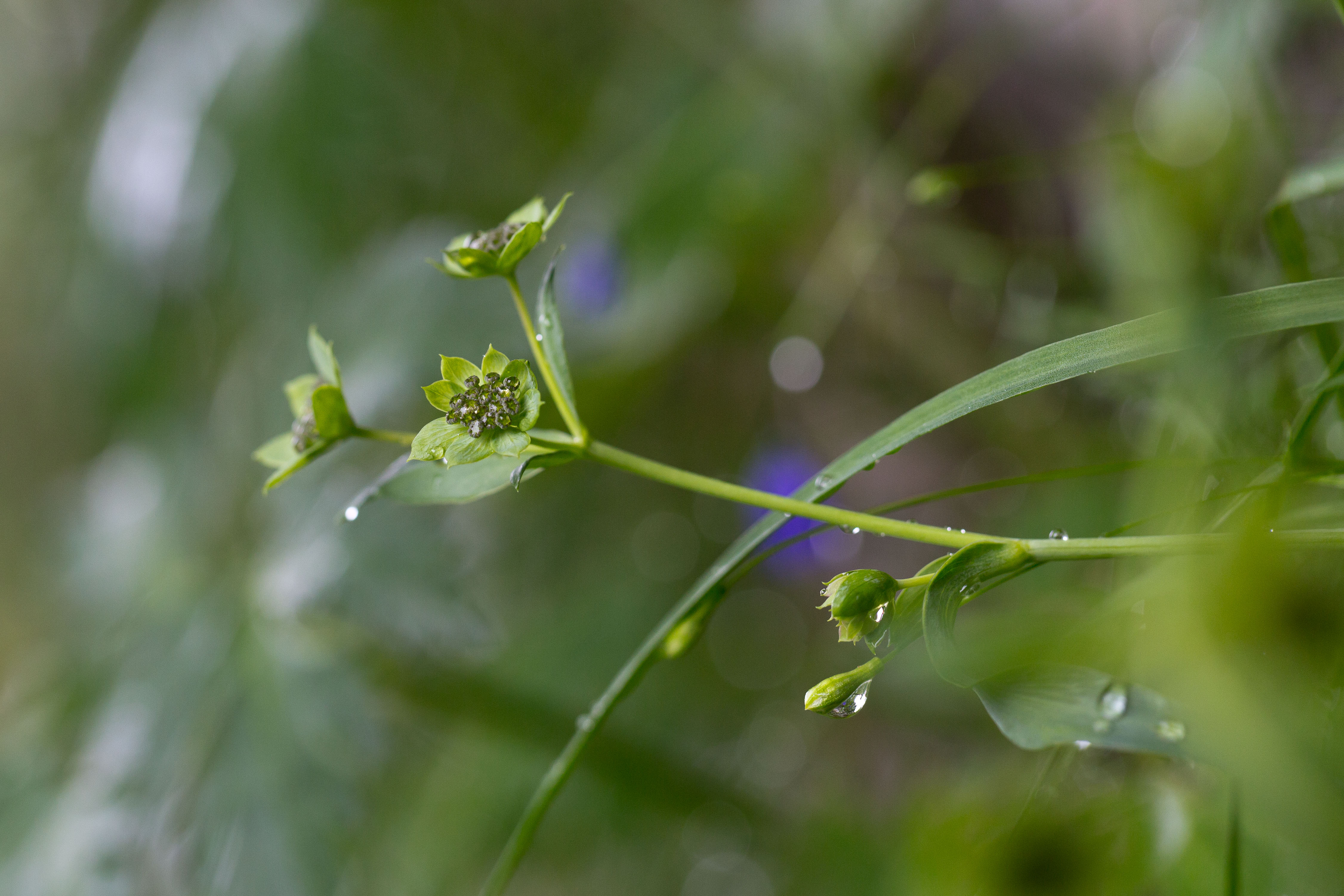 Apiaceae_Bupleurum petraeum 1-2.jpg