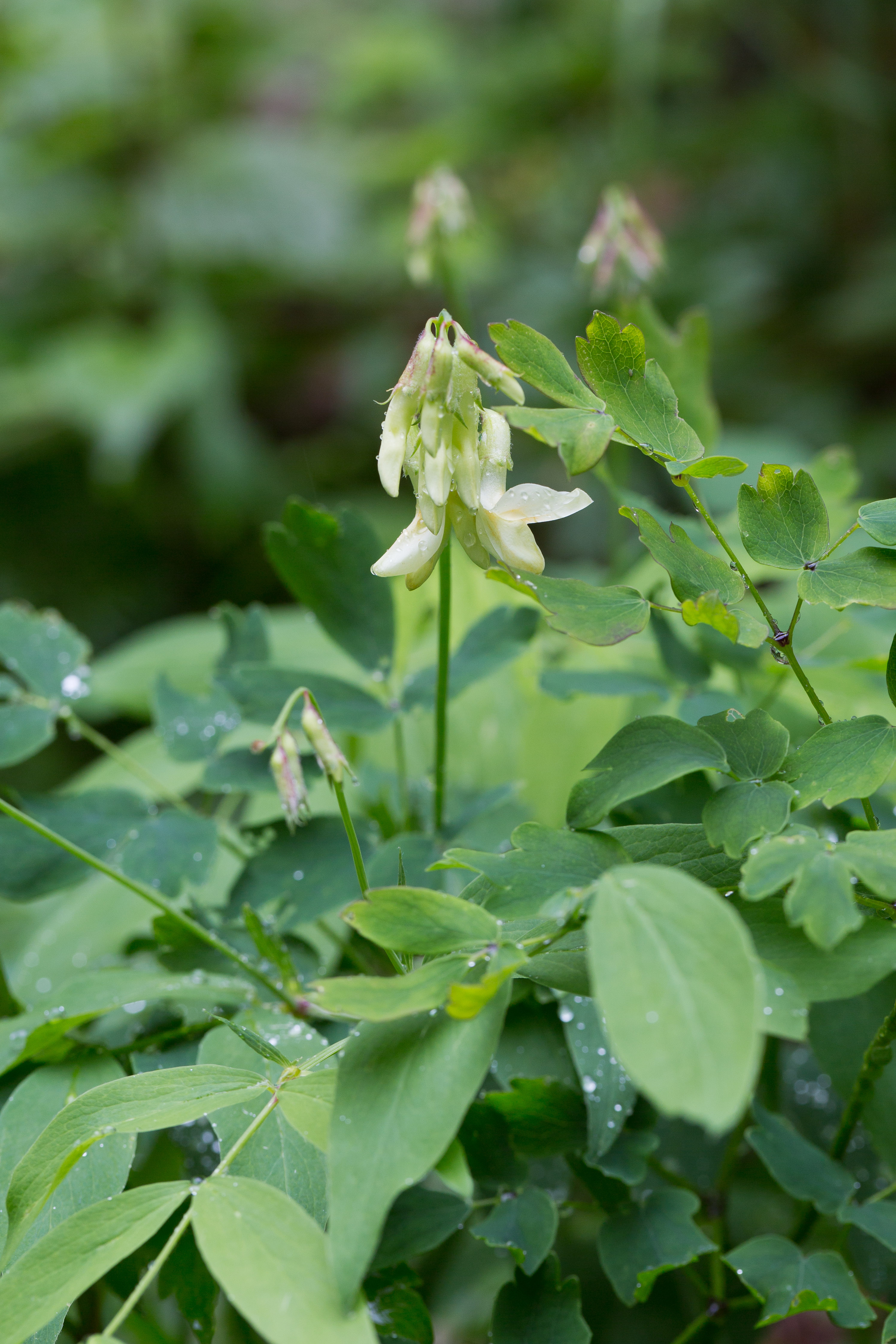 Fabaceae_Lathyrus laevigatus laevigatus 1-2.jpg
