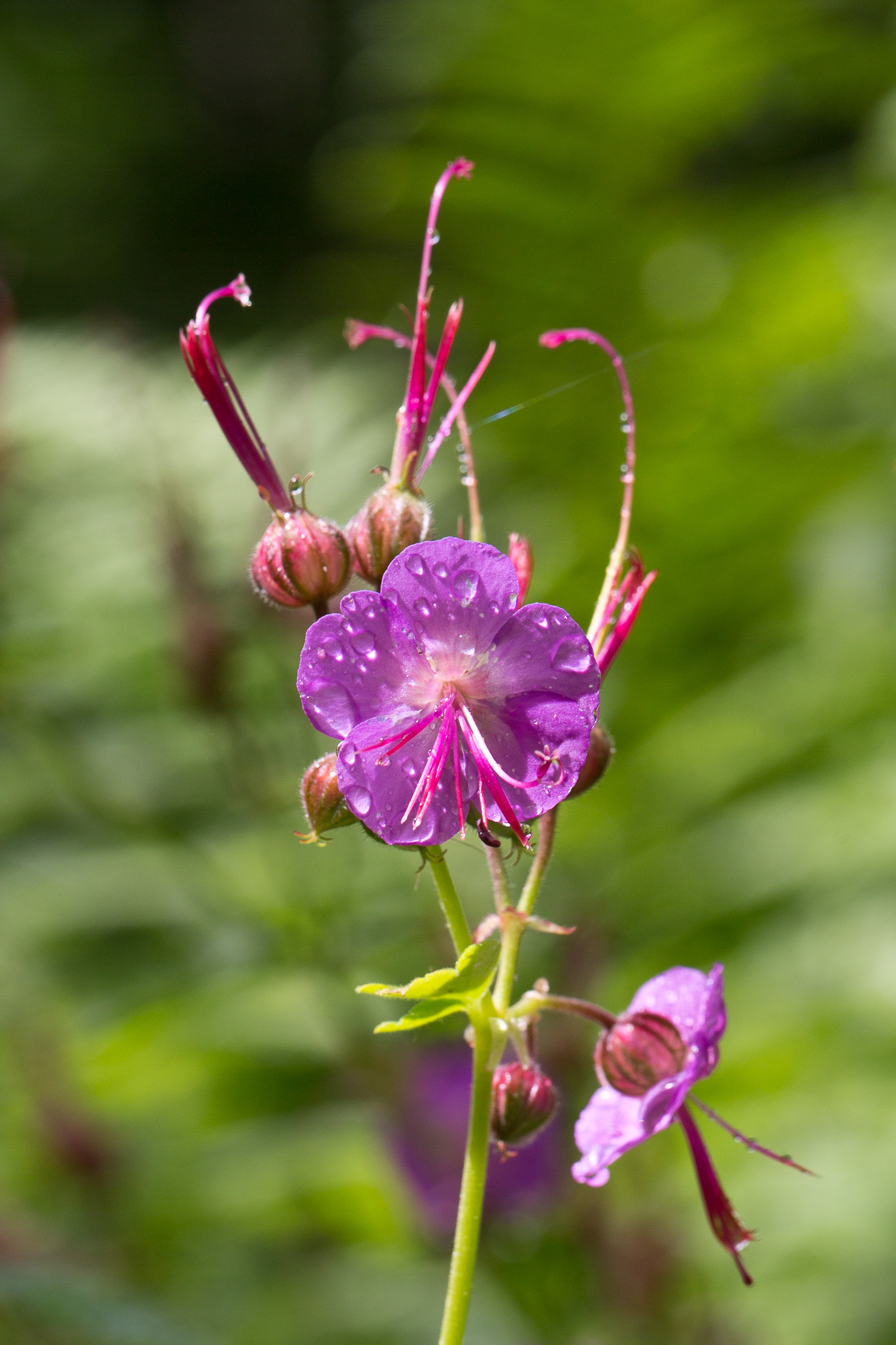 Geraniaceae_Geranium macrorhizum 2-2.jpg