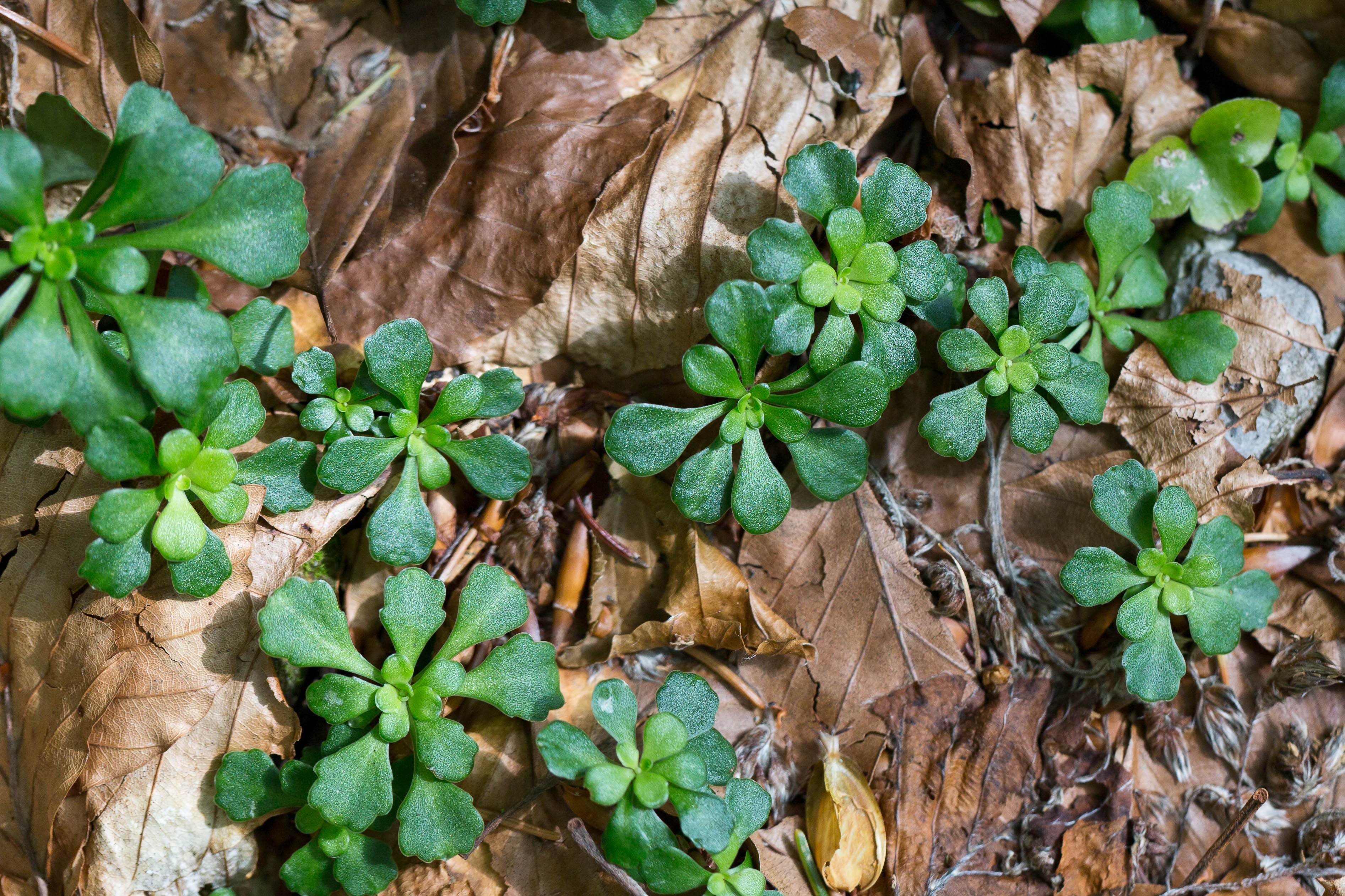 Saxifragaceae_Saxifraga cuneifolia Blatt 1.jpg