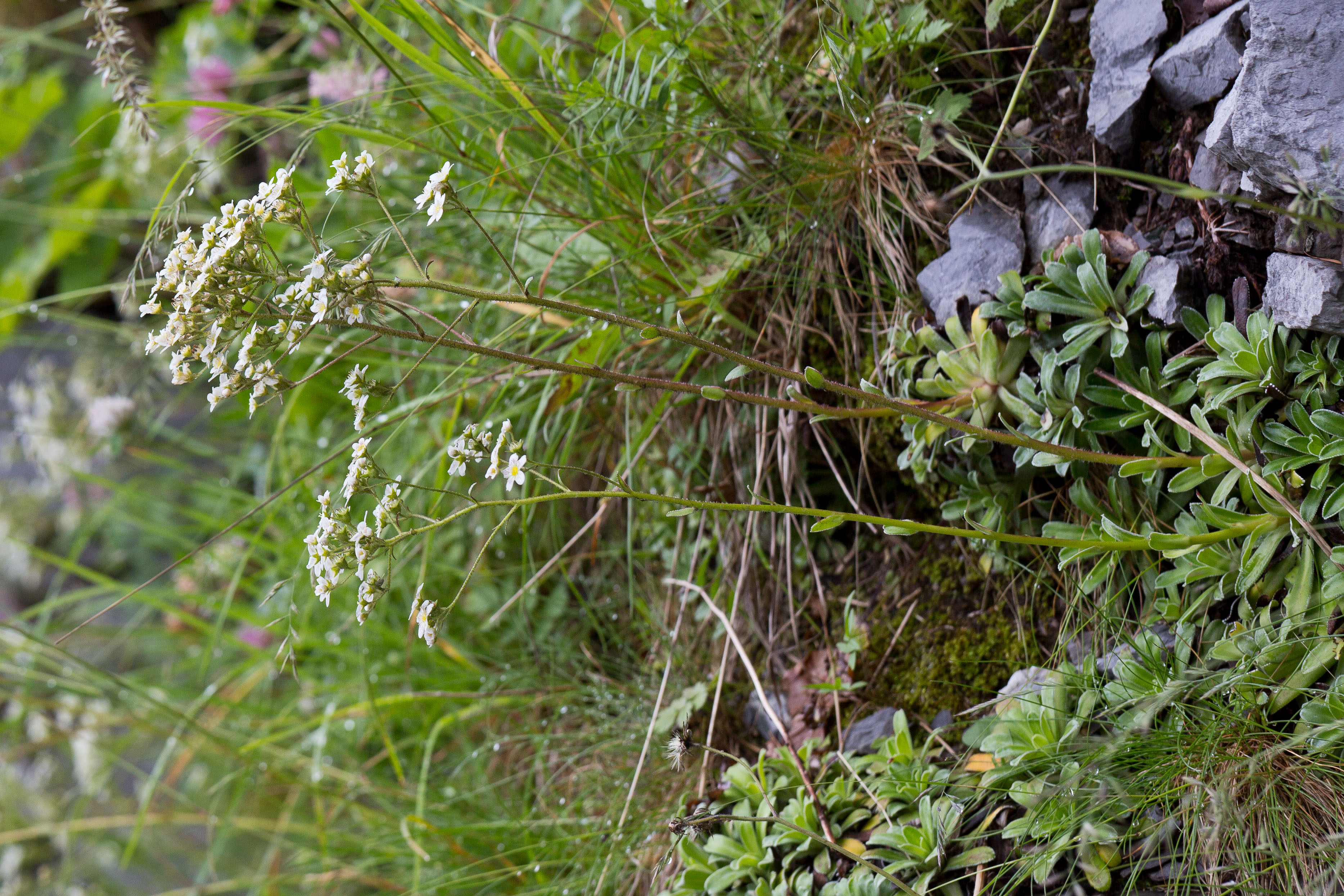 Saxifragaceae_Saxifraga hostii 5-2.jpg