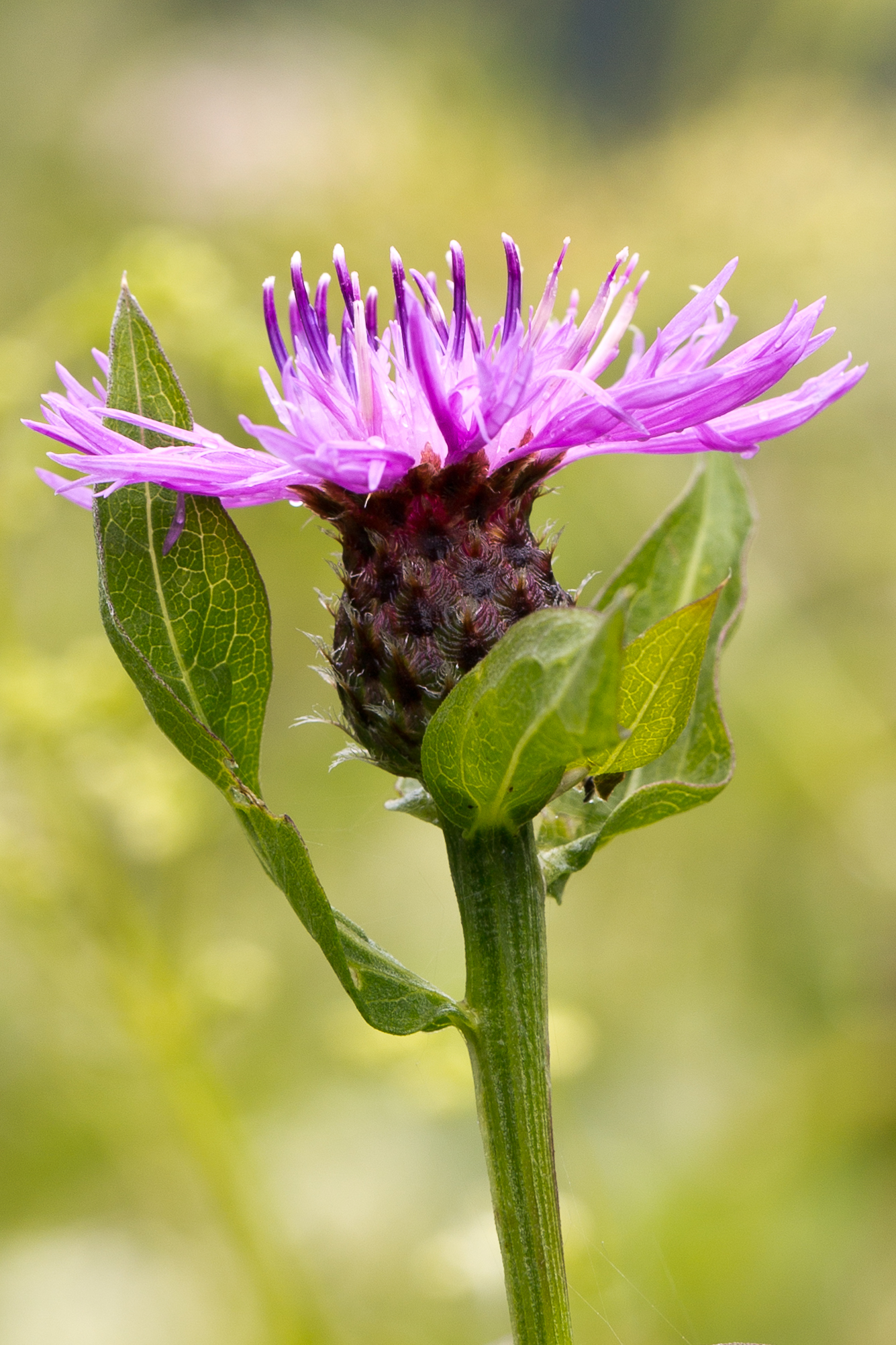 Asteraceae_Centaurea jacea macroptilon 2 det-2.jpg
