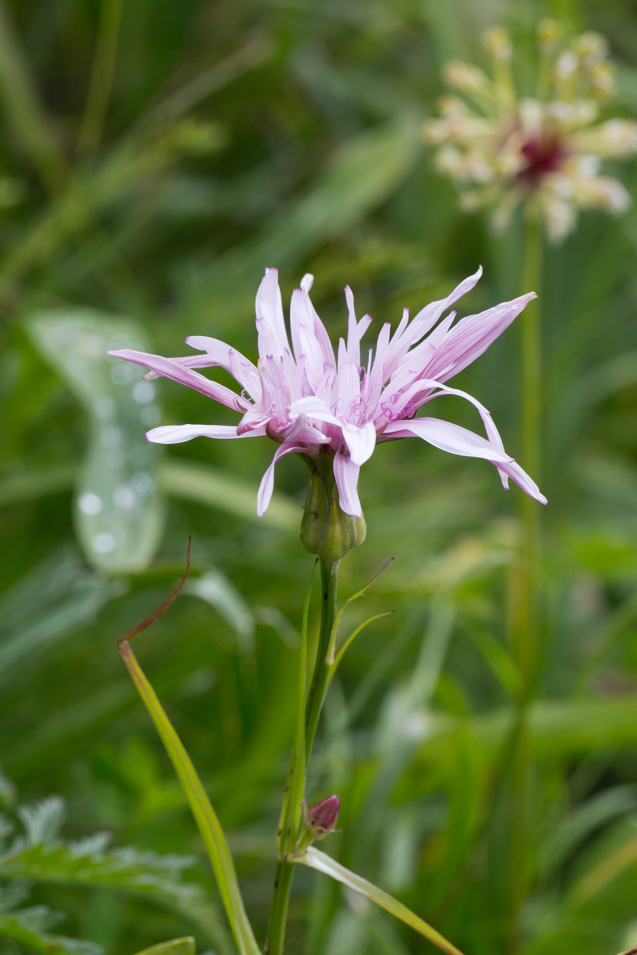 Asteraceae_Scorzonera rosea 1-2.jpg