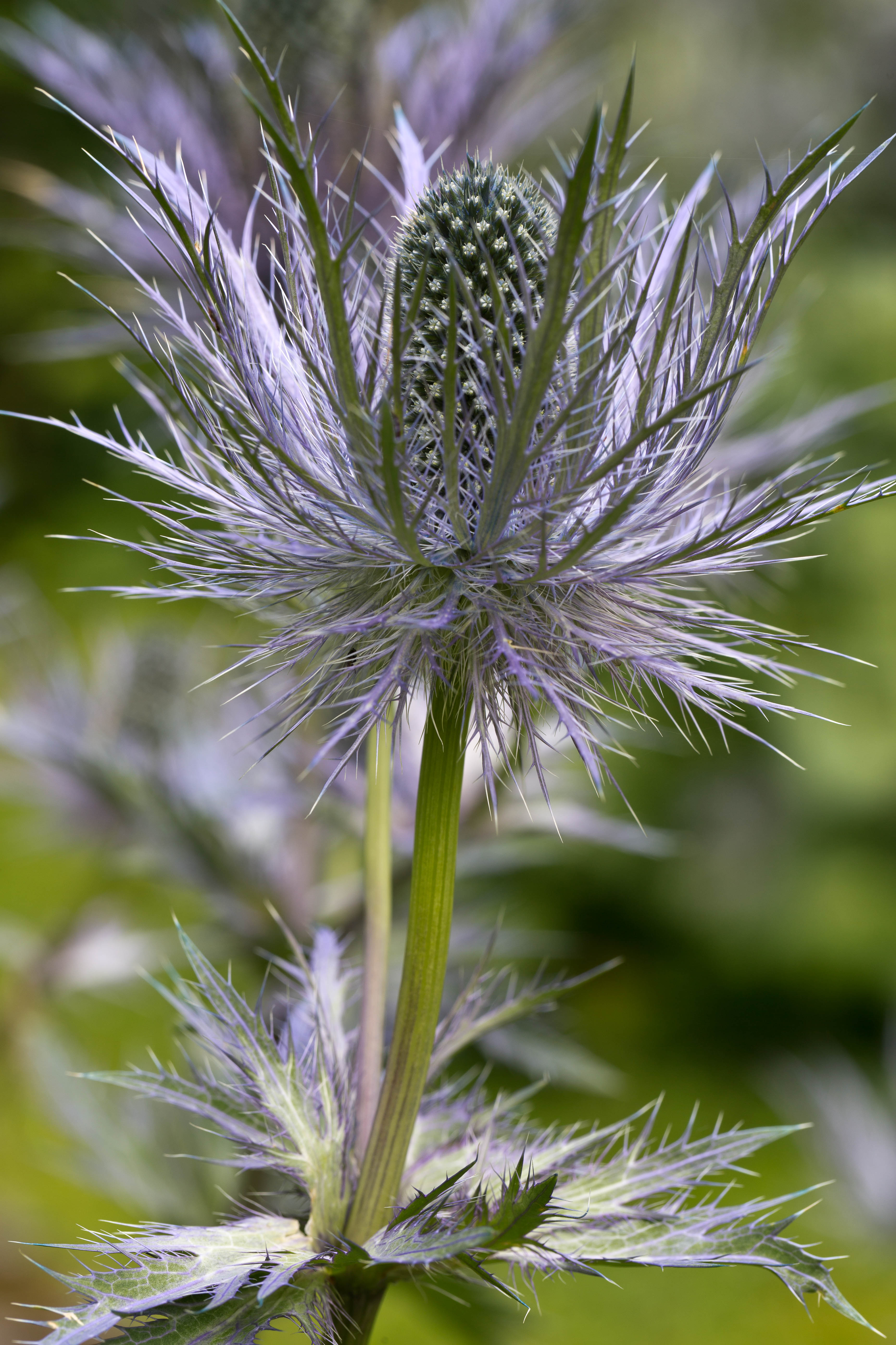 Apiaceae_Eryngium alpinum 7-2.jpg