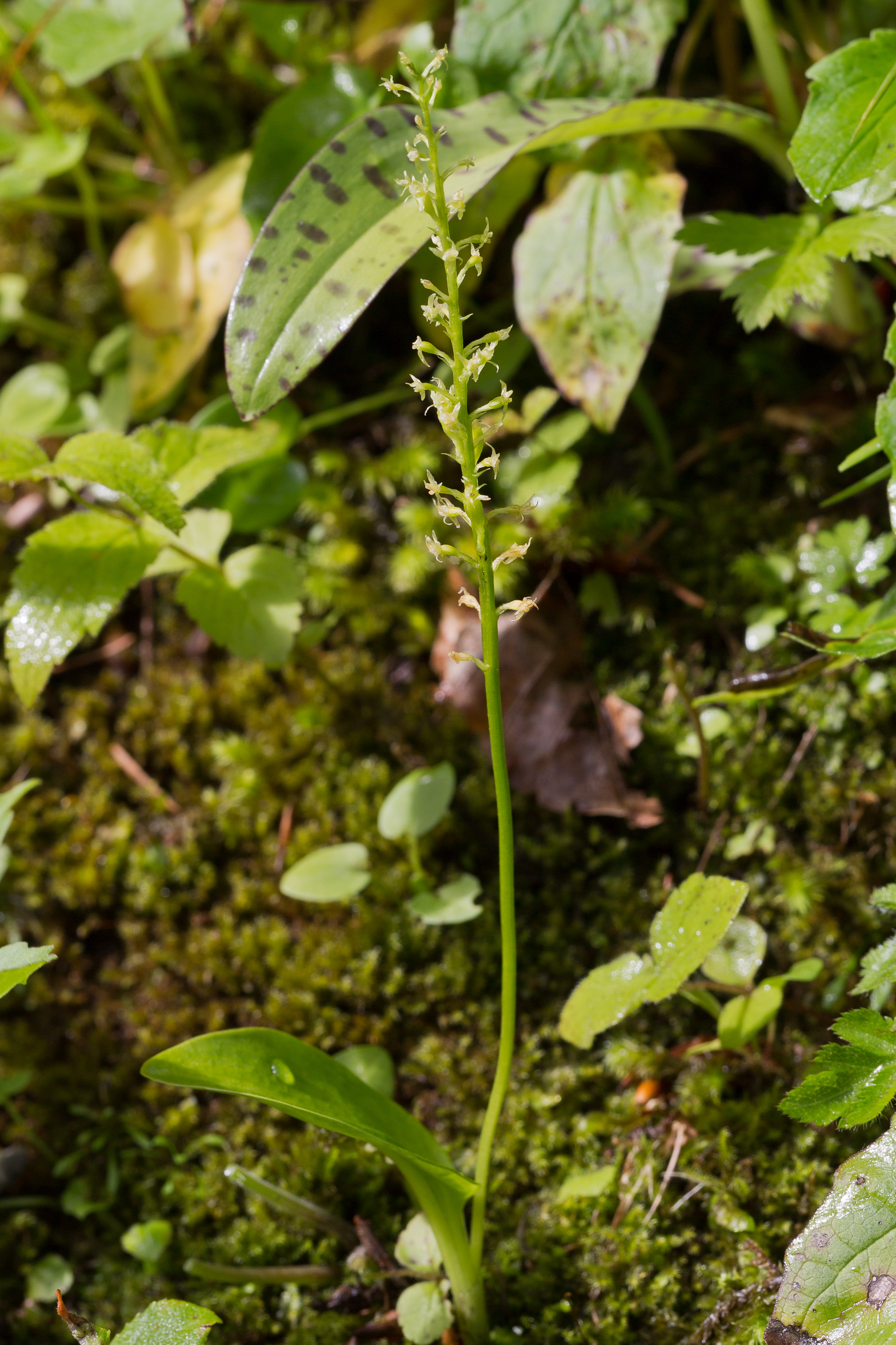 Orchidaceae_Malaxis monophyllos 1-2.jpg