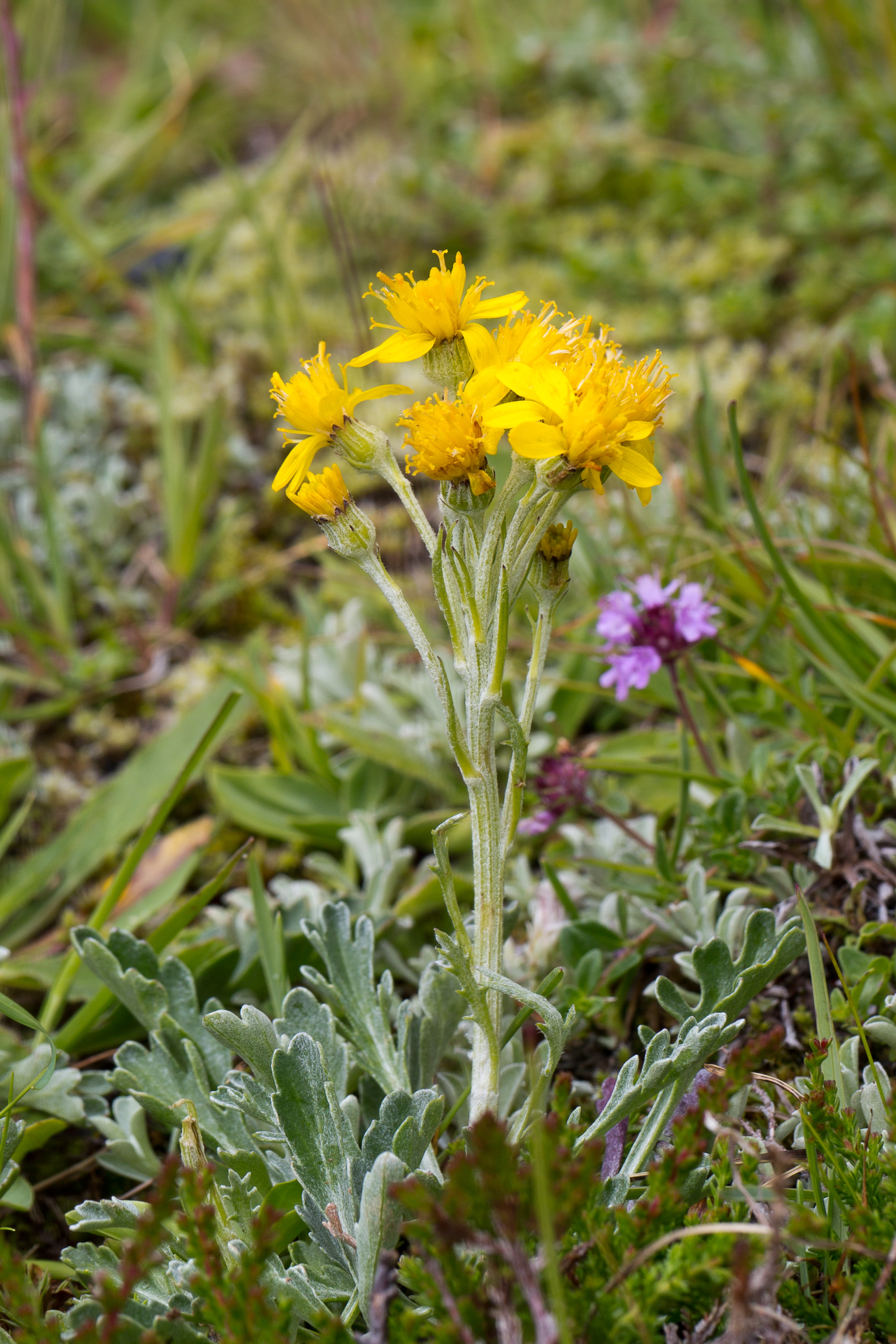Asteraceae_Senecio carniolicus 1-2.jpg