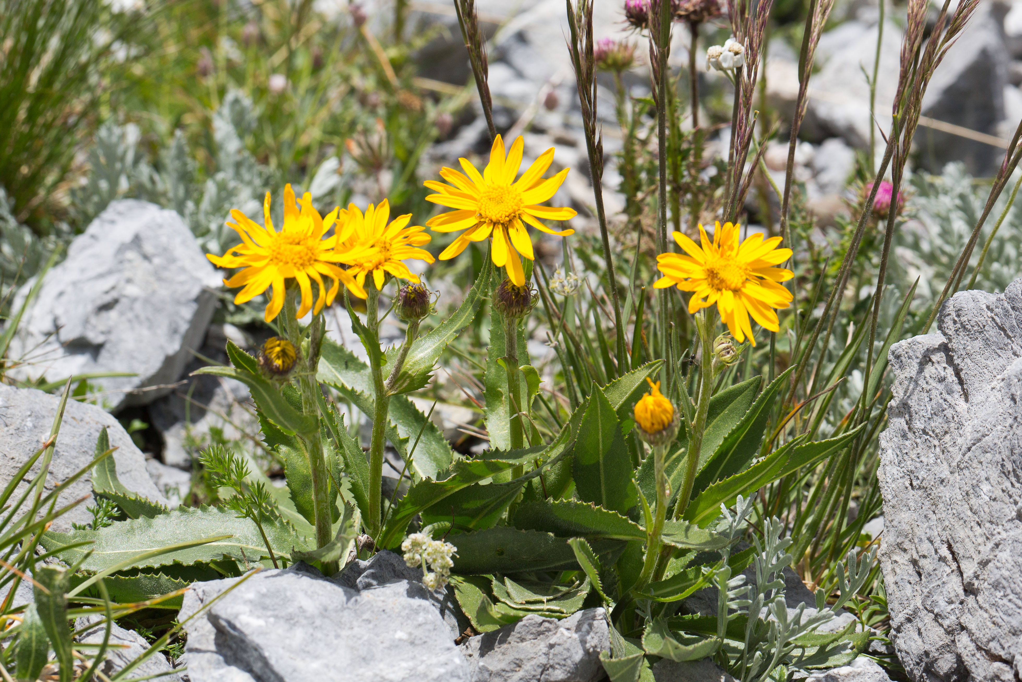 Asteraceae_Senecio doronicum 2-2.jpg