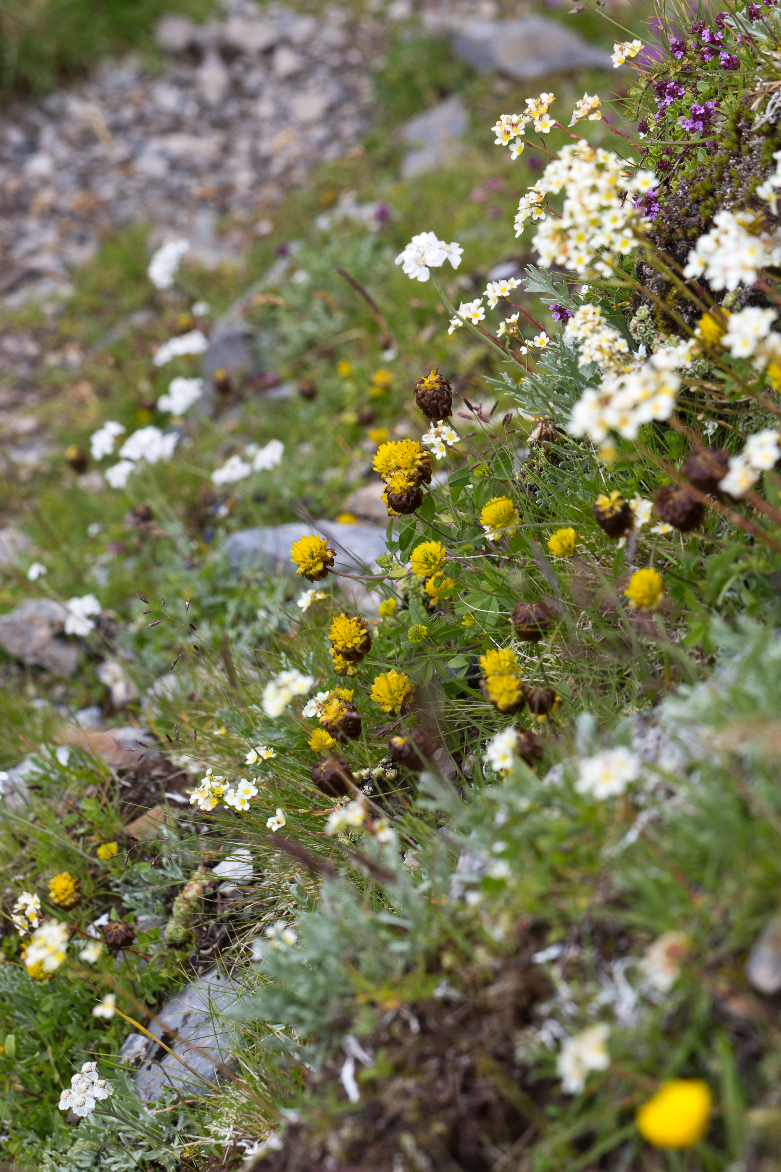 Fabaceae_Trifolium badium 2-2.jpg
