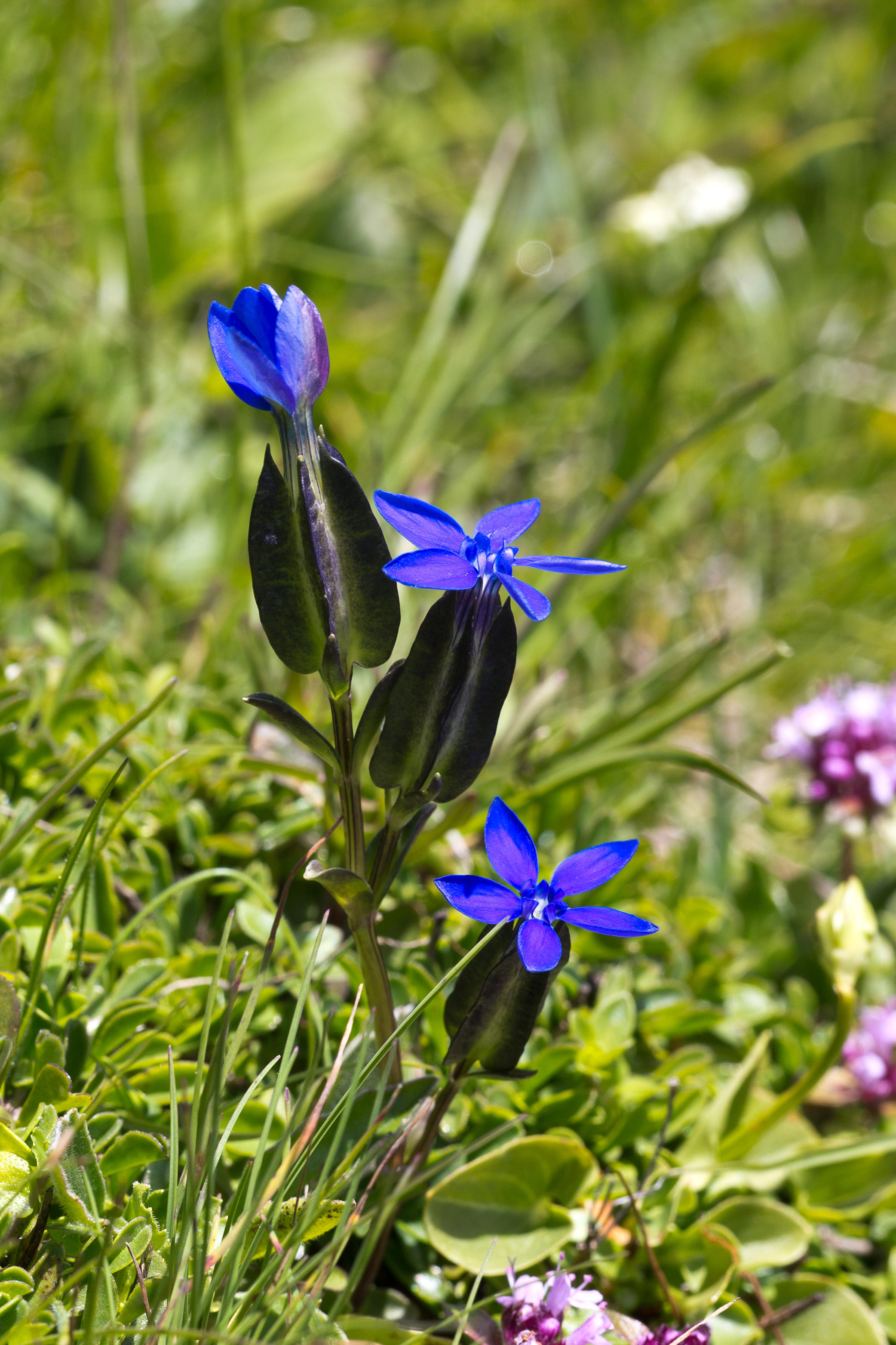 Gentianaceae_Gentiana utriculosa 1-2.jpg