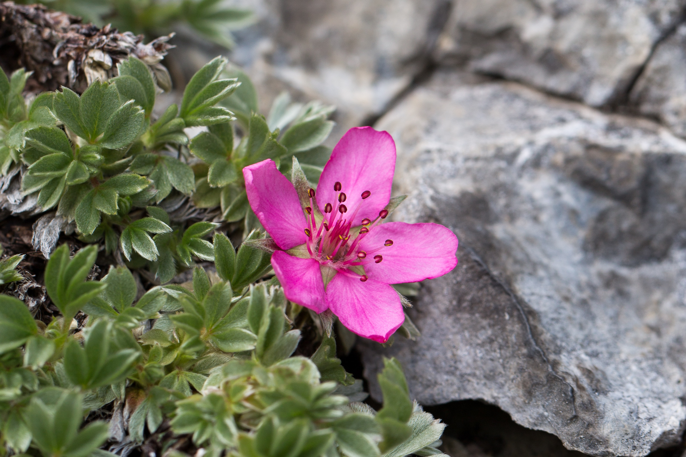 Rosaceae_Potentilla nitida 1-2.jpg