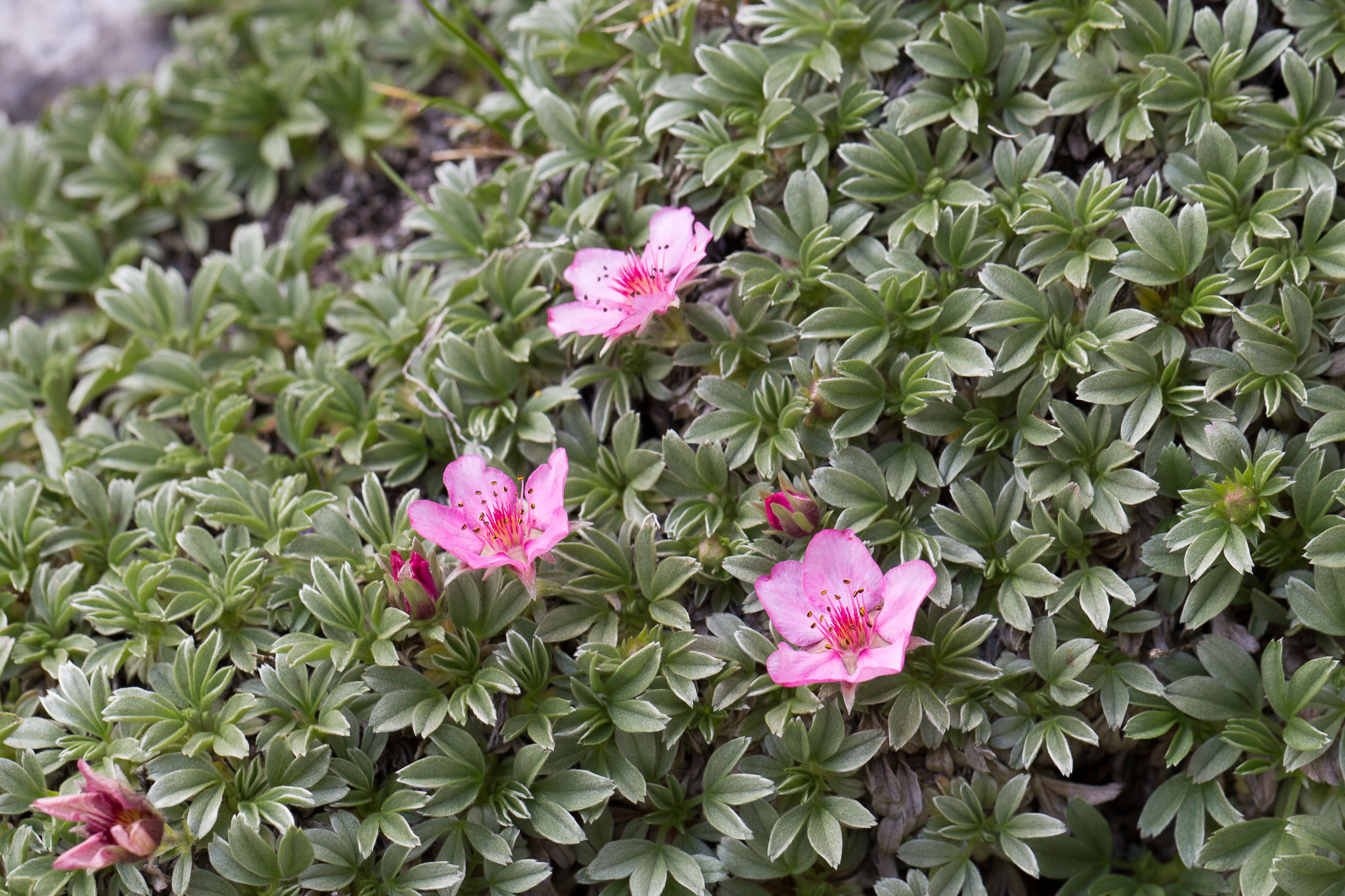 Rosaceae_Potentilla nitida 2-2.jpg