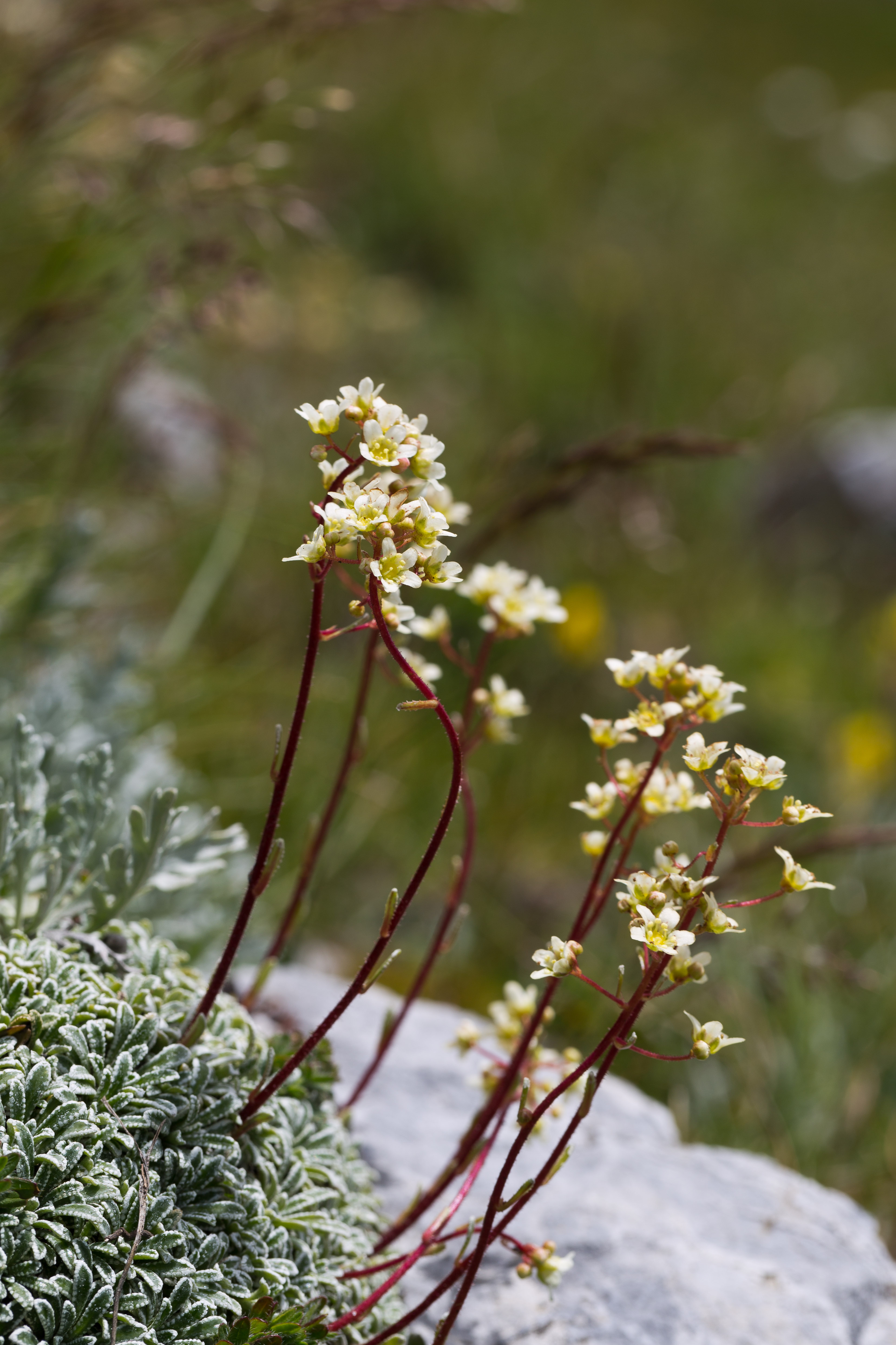 Saxifragaceae_Saxifraga crustata 1-2.jpg