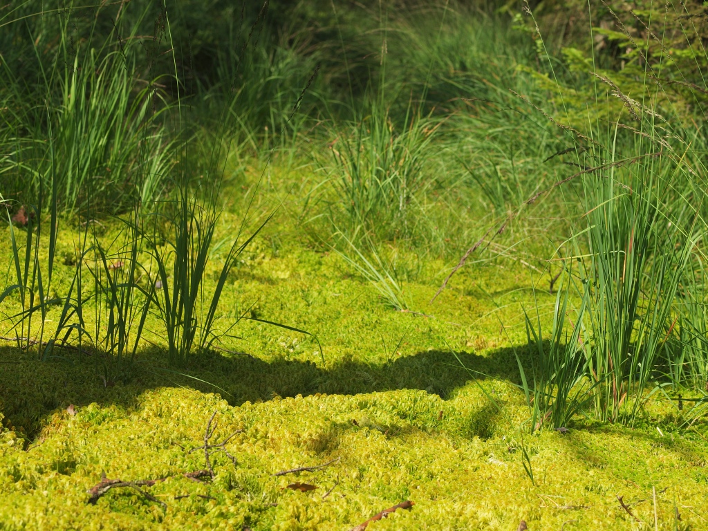 20120804_Sphagnum_Poaceae_sp.jpg