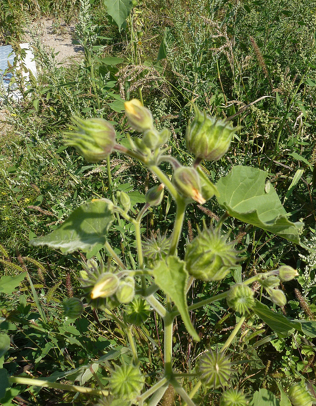 00P1500213 as pfl x.jpg