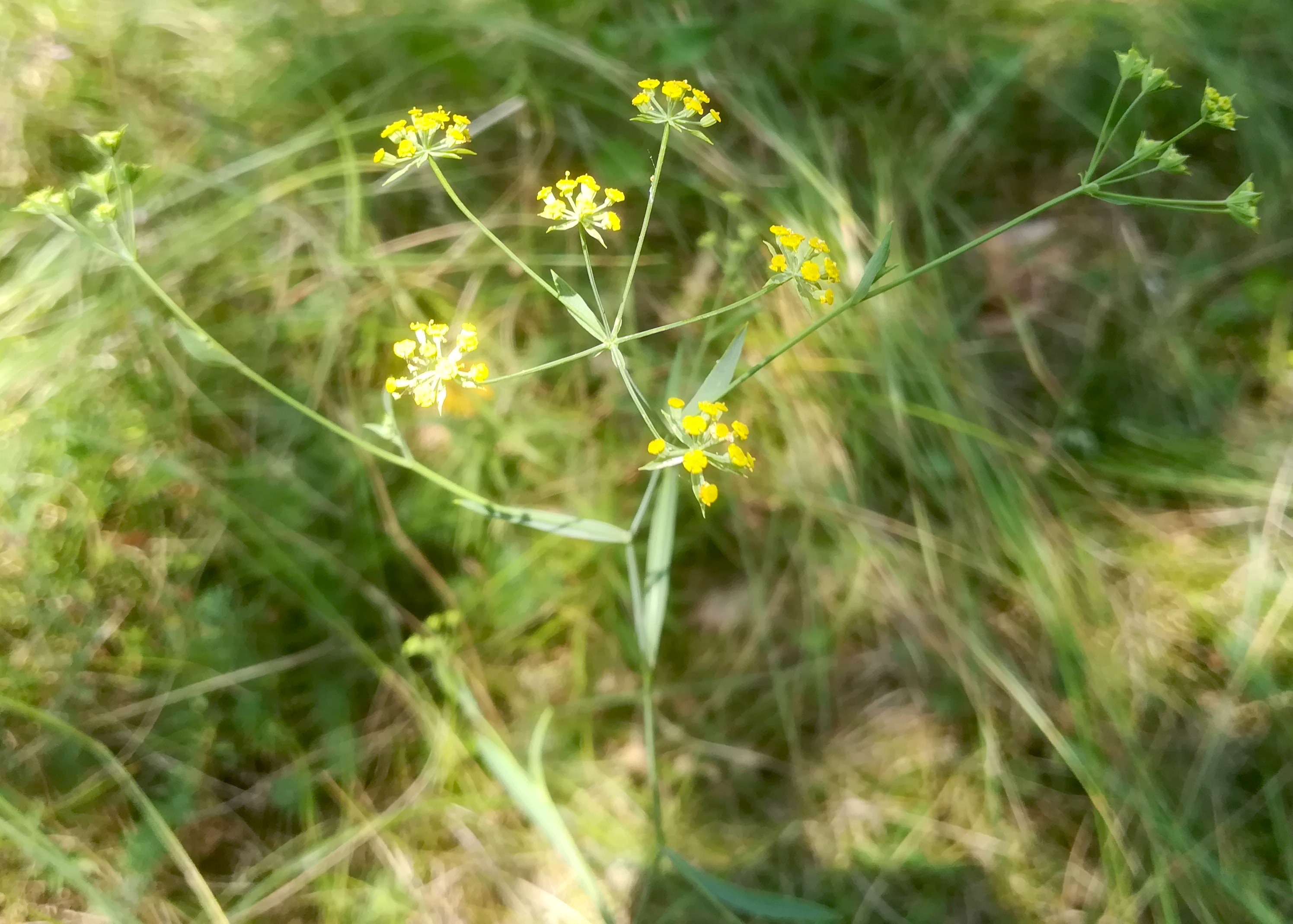 bupleurum falcatum bierhäusberg N kanonenrohr - saugraben_20200813_131108.jpg
