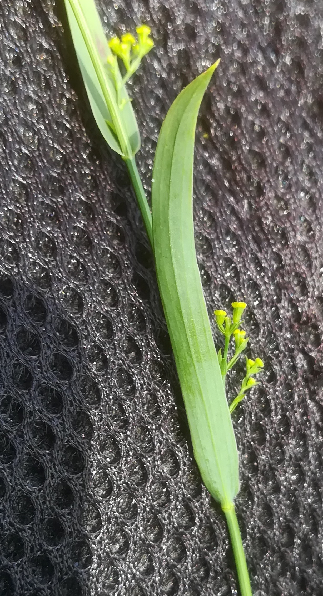 bupleurum praealtum bierhäusberg N kanonenrohr - saugraben_20200813_140439.jpg