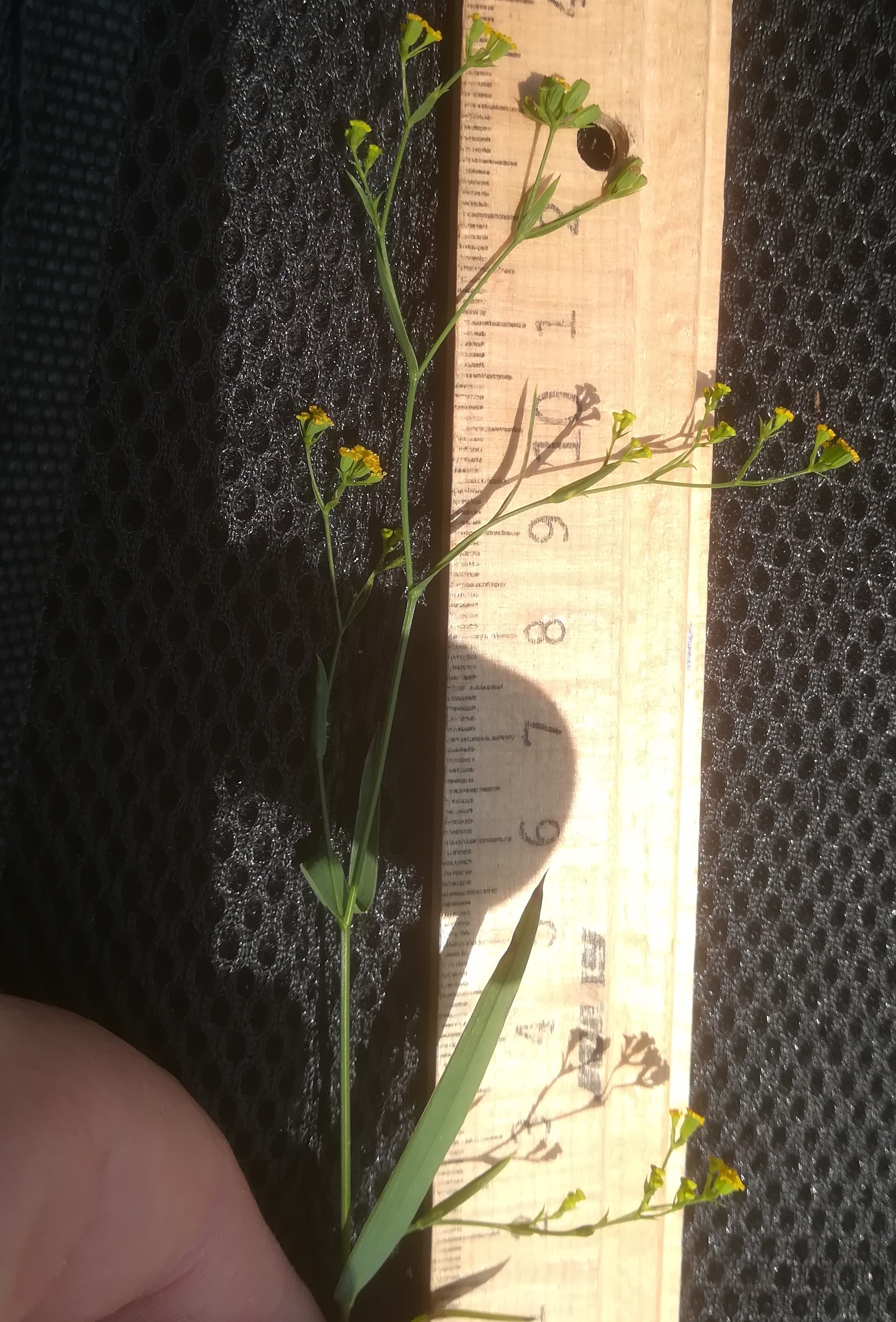 bupleurum praealtum bierhäusberg N kanonenrohr - saugraben_20200813_140514.jpg