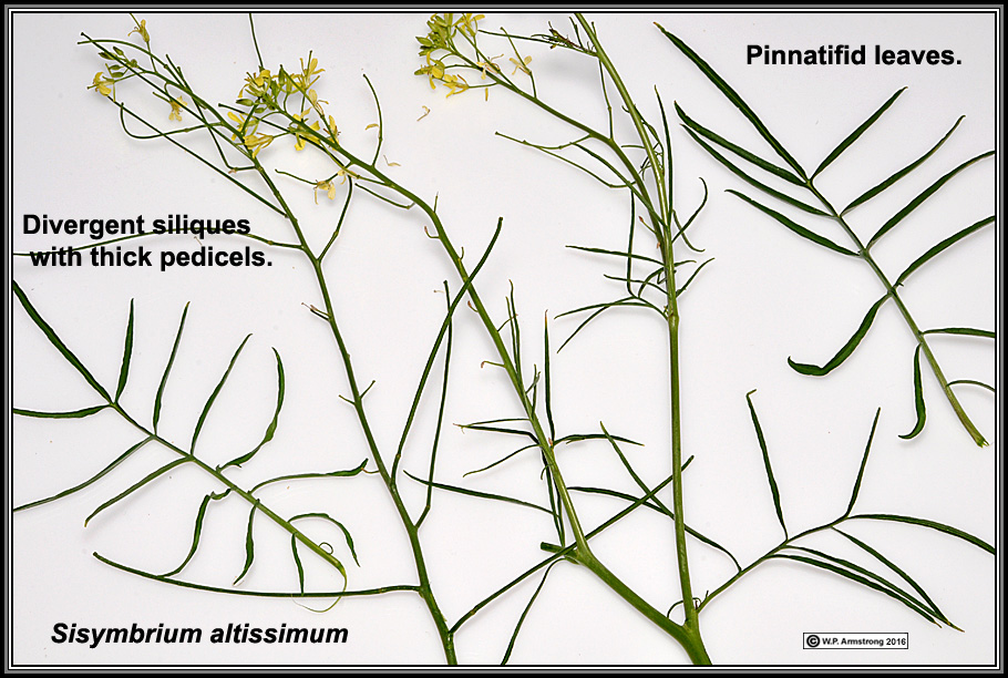 Sisymbrium altissimum.jpg