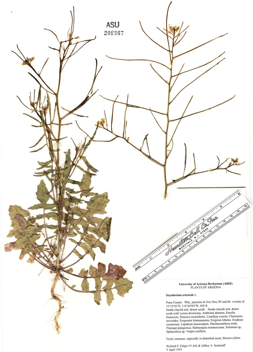 sisymbrium orientale 2.jpg