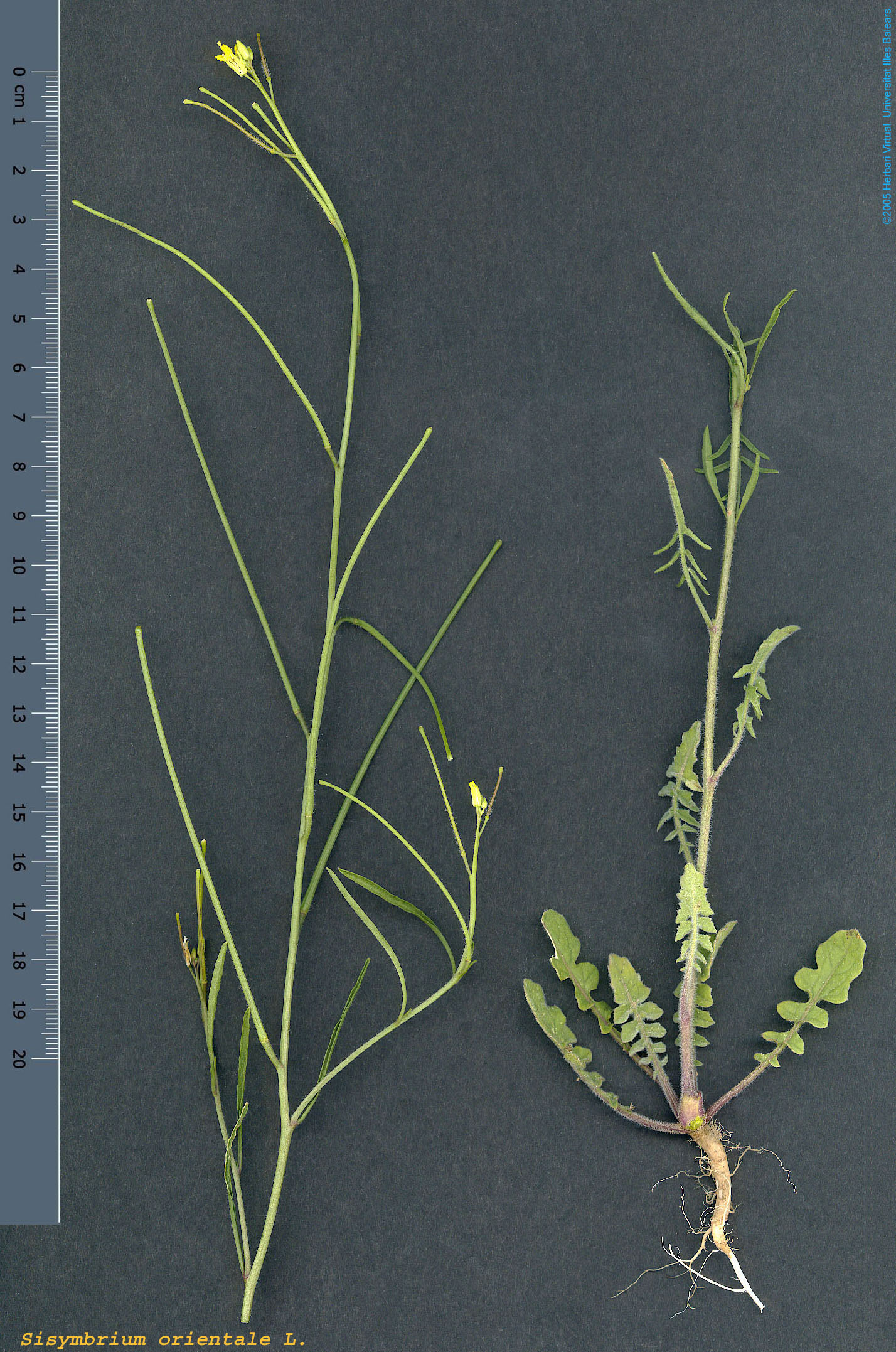 sisymbrium orientale.jpg