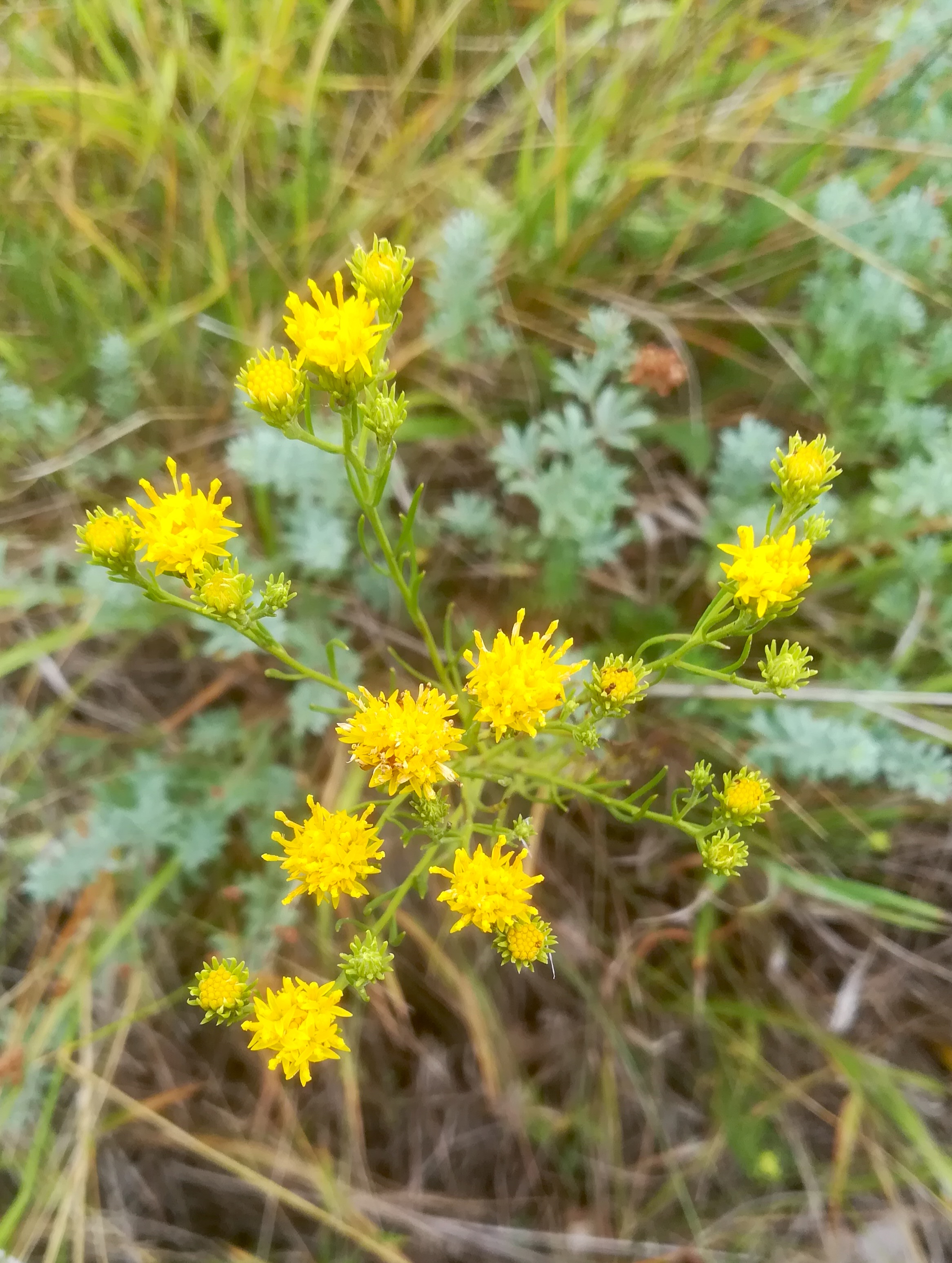 galatella linosyris stixneusiedl_20200817_085348.jpg