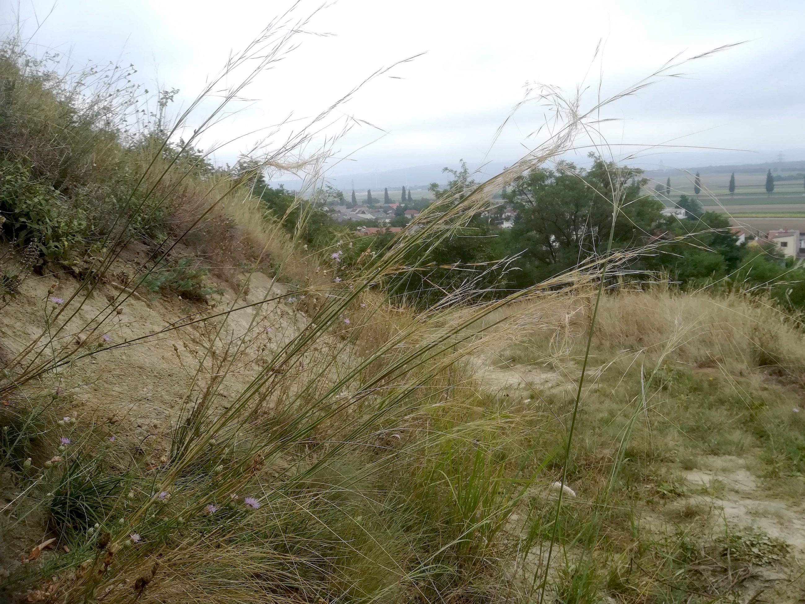 stipa capillata stixneusiedl_20200817_091715.jpg