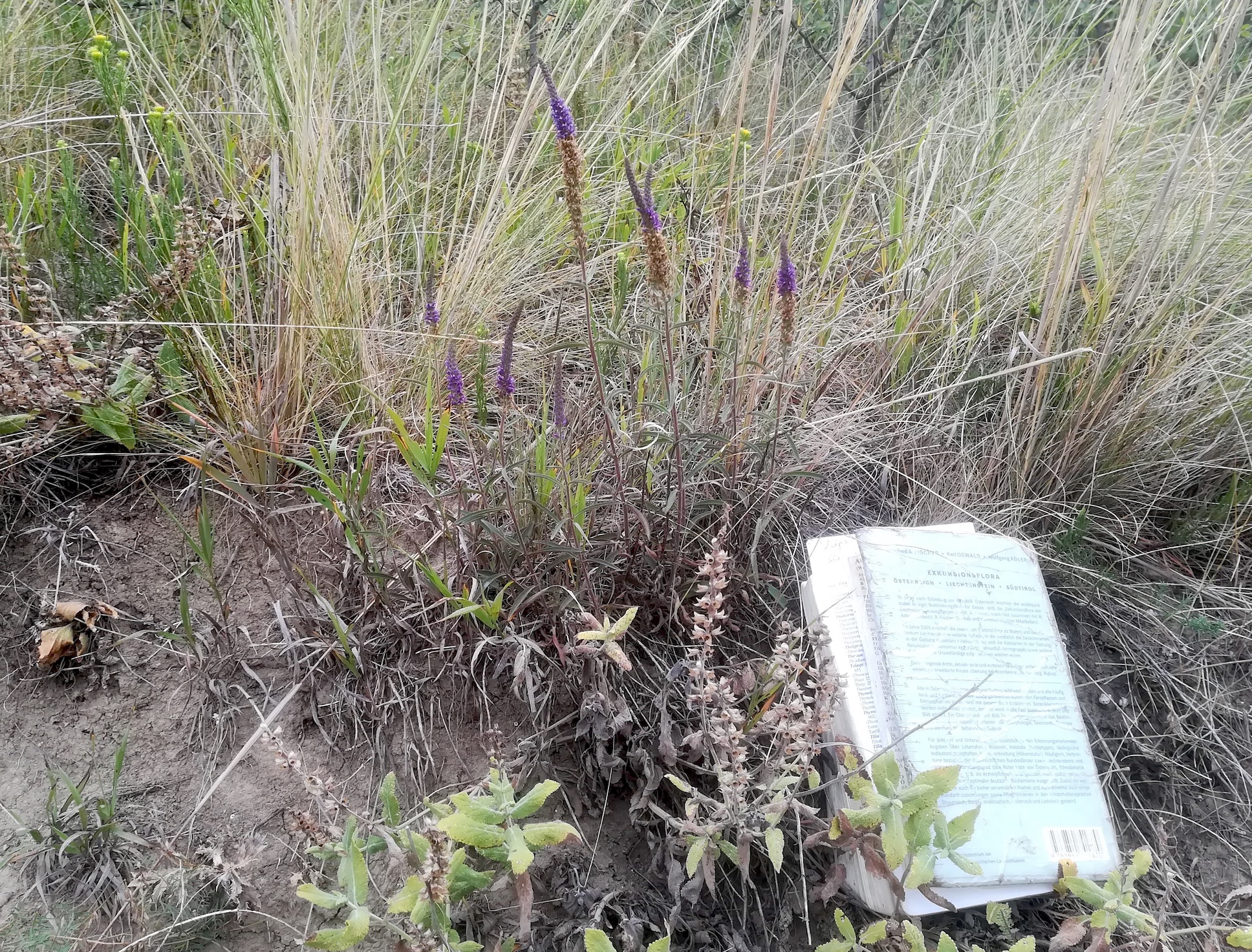 veronica spicata s. str. stixneusiedl_20200817_093348.jpg
