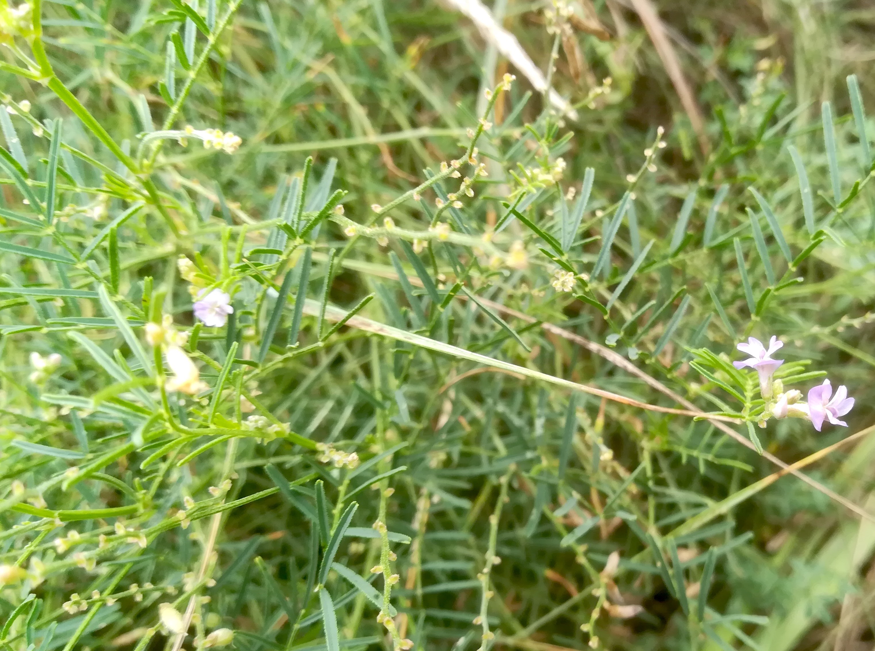 astragalus austriacus stixneusiedl_20200817_093710.jpg