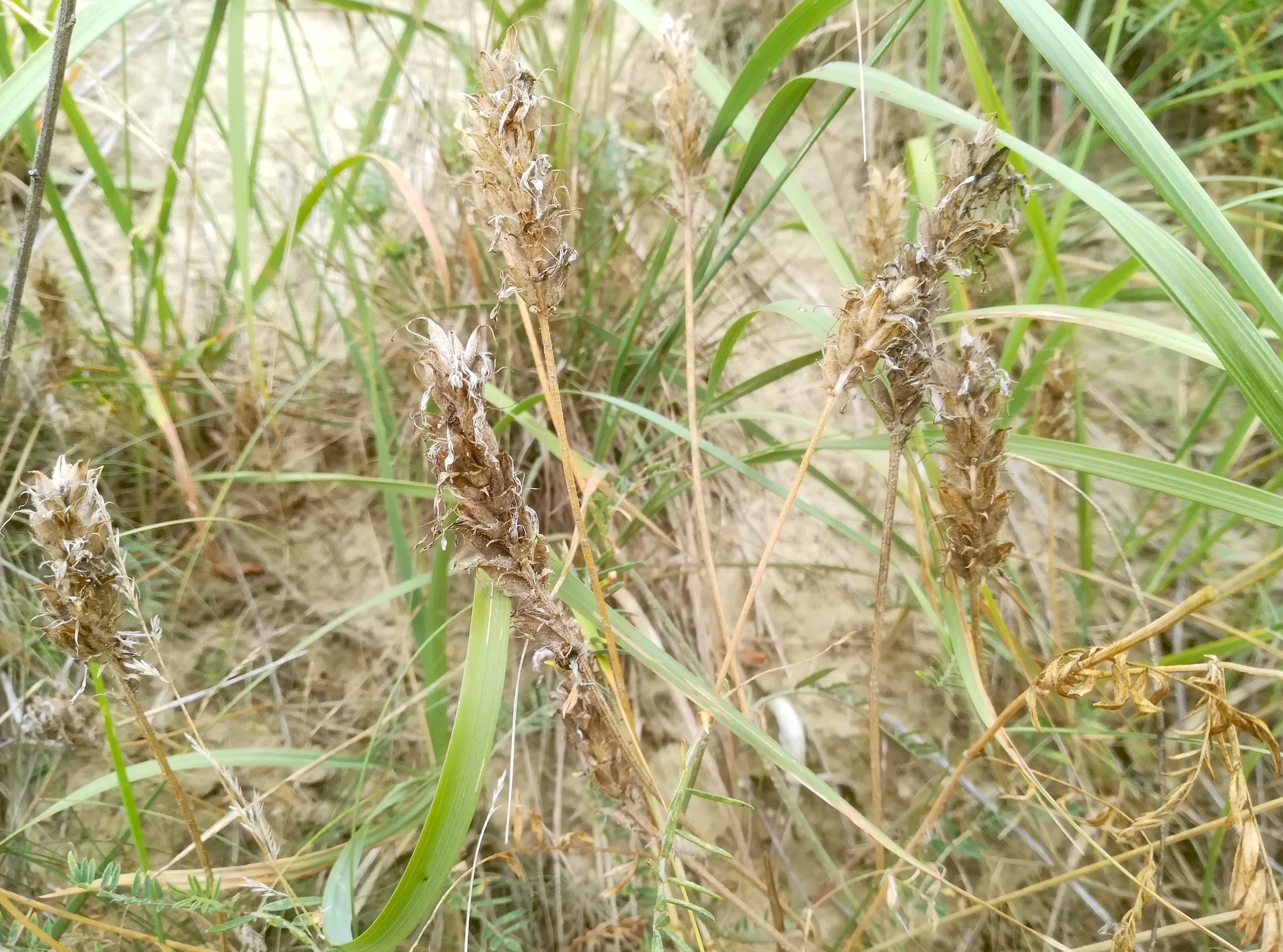 astragalus cf. asper stixneusiedl_20200817_094234.jpg