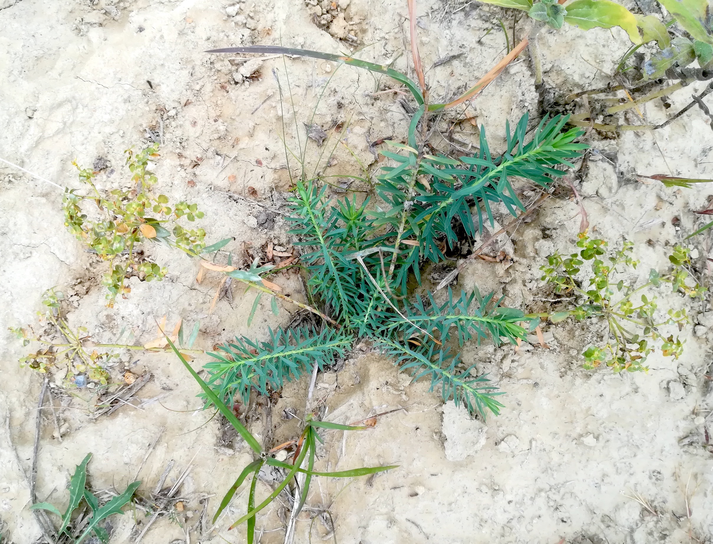 euphorbia cf. seguieriana stixneusiedl_20200817_095606.jpg