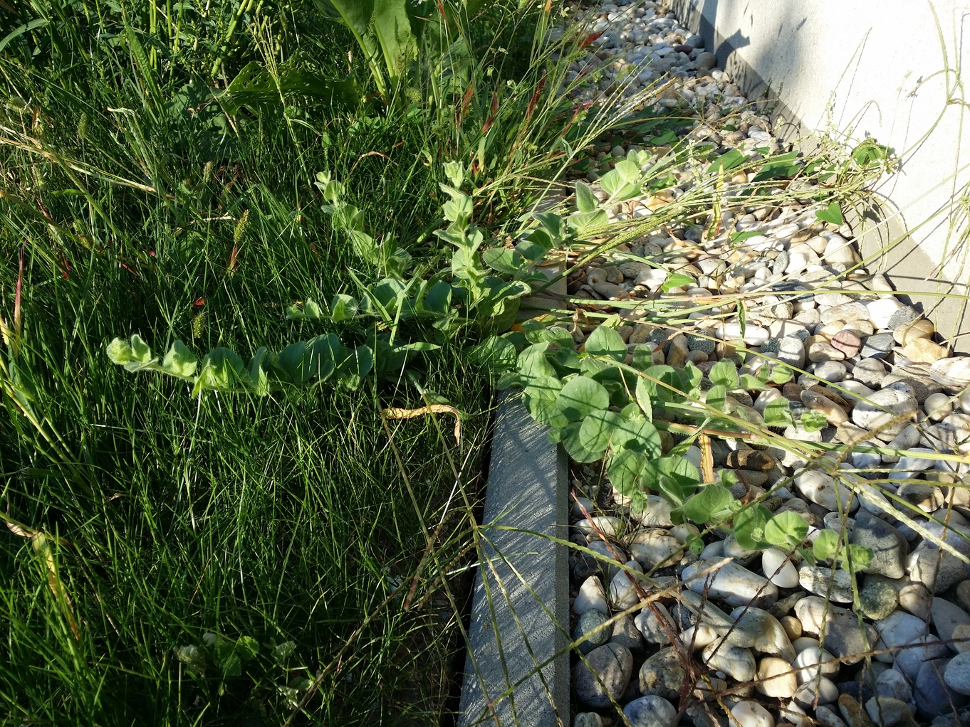 20200819_073322.jpg