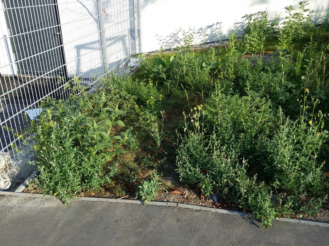 20200819_073358.jpg