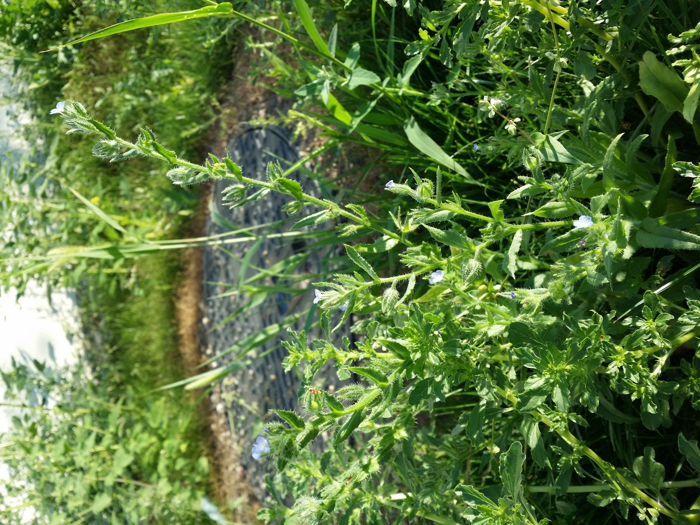 20200819_073635.jpg