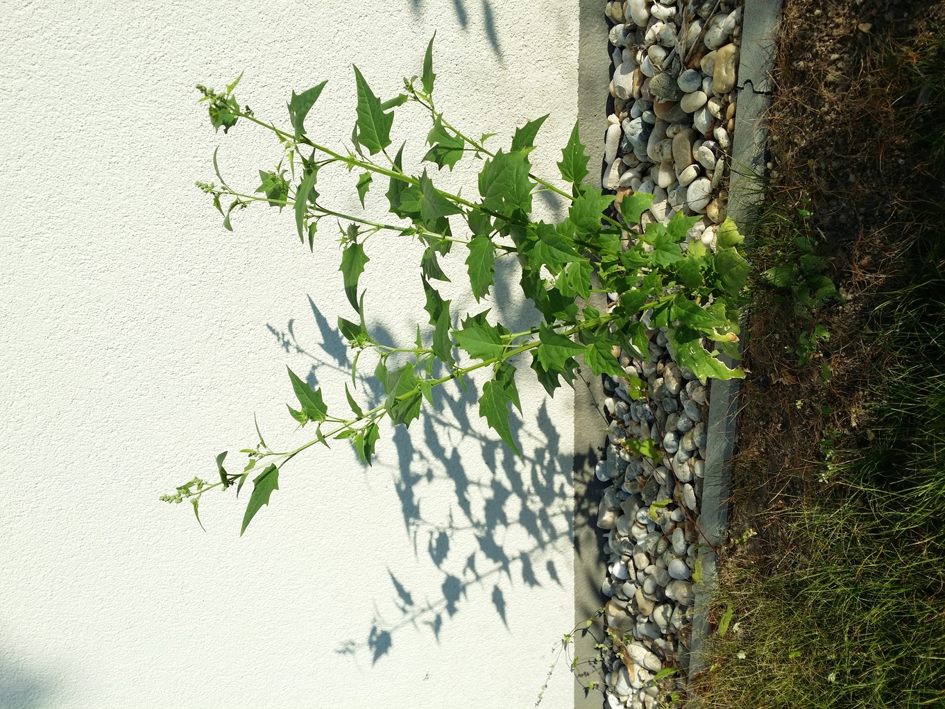 20200819_074145.jpg