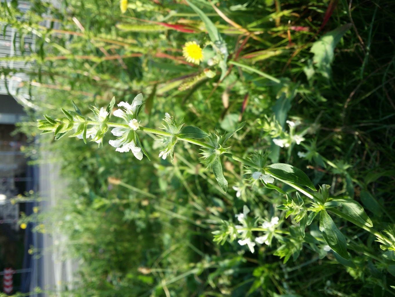 20200819_075239.jpg