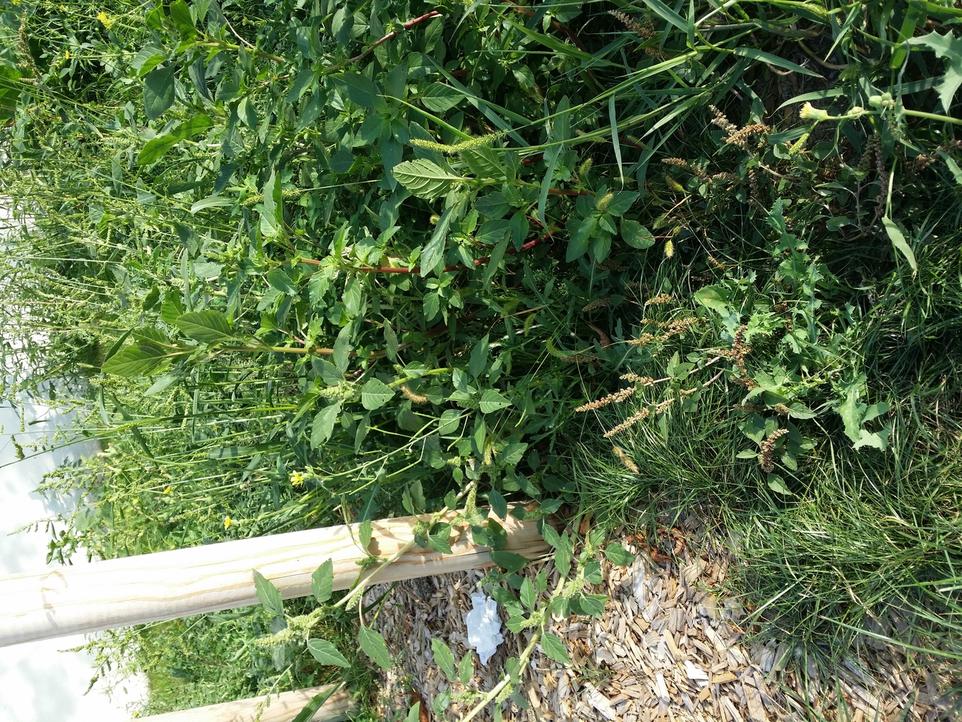 20200819_080816.jpg