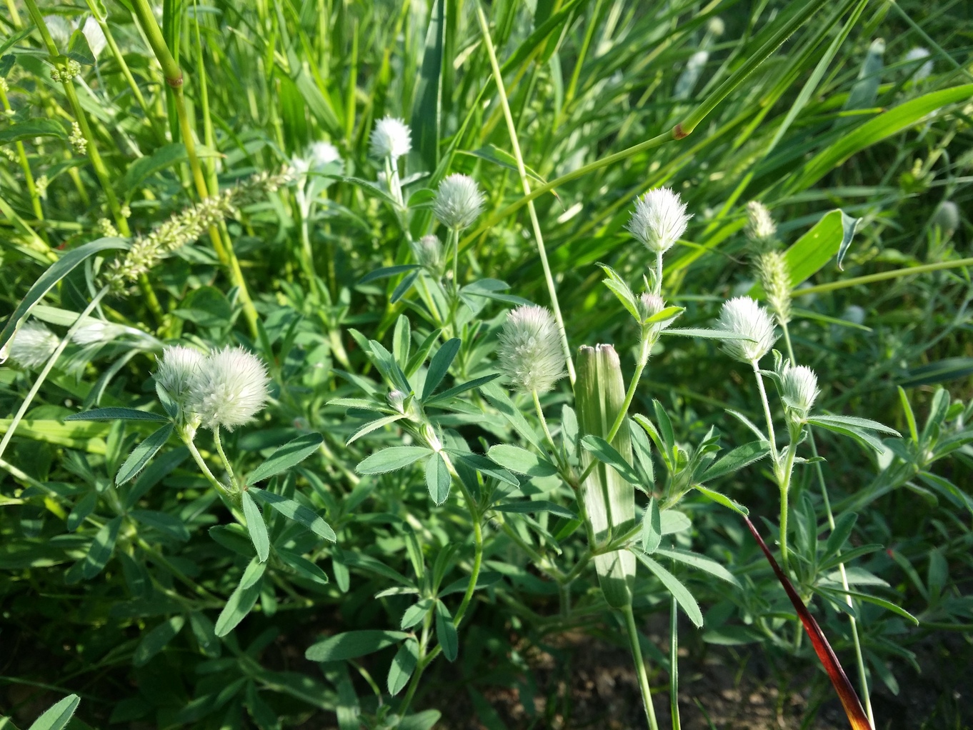 20200819_081005.jpg