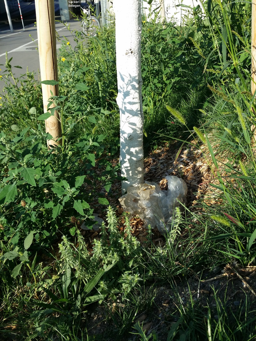 20200819_075053.jpg