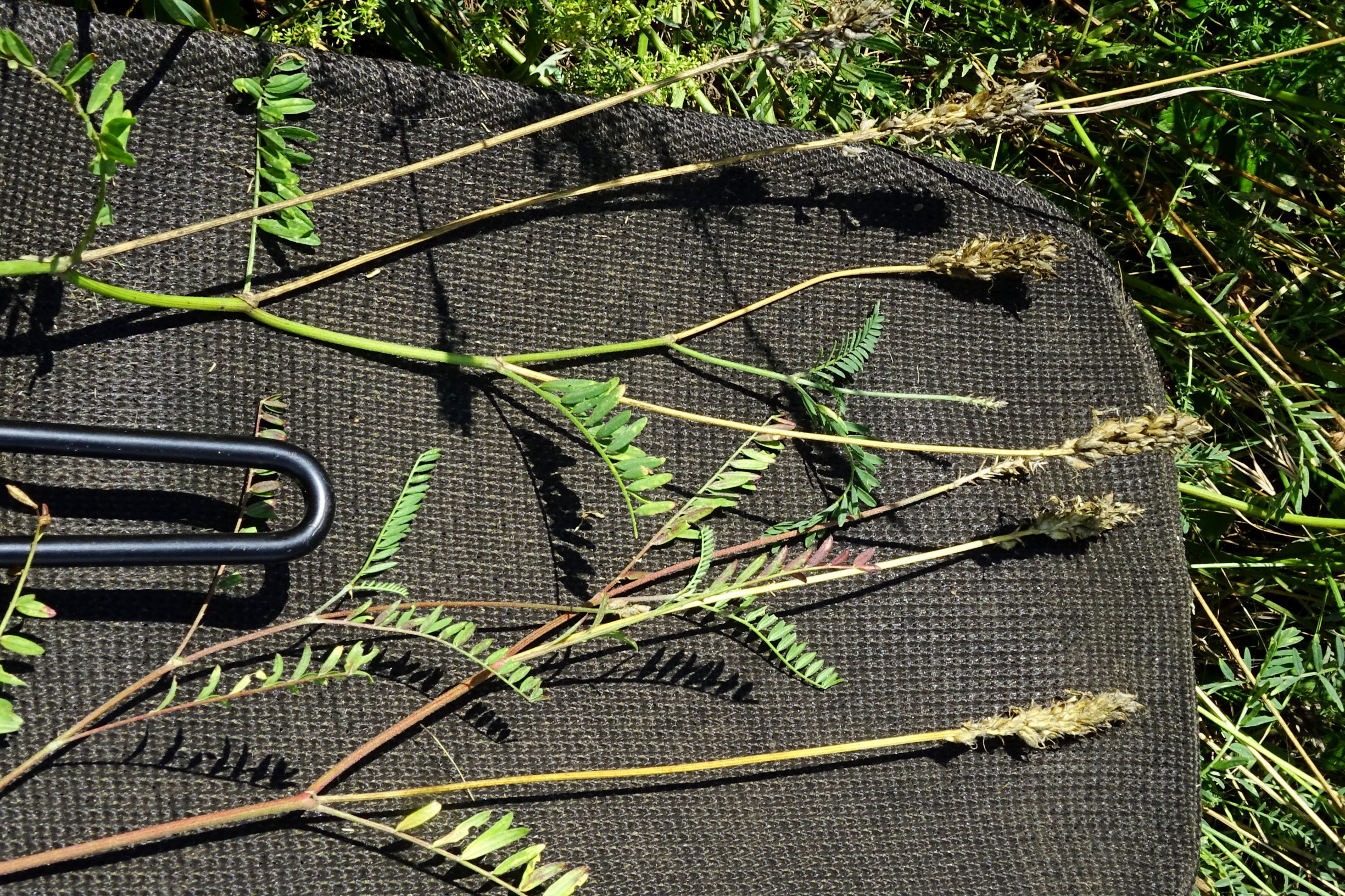 DSC01985 astragalus onobrychis kulturland spitzerberg 2020-08-19.JPG