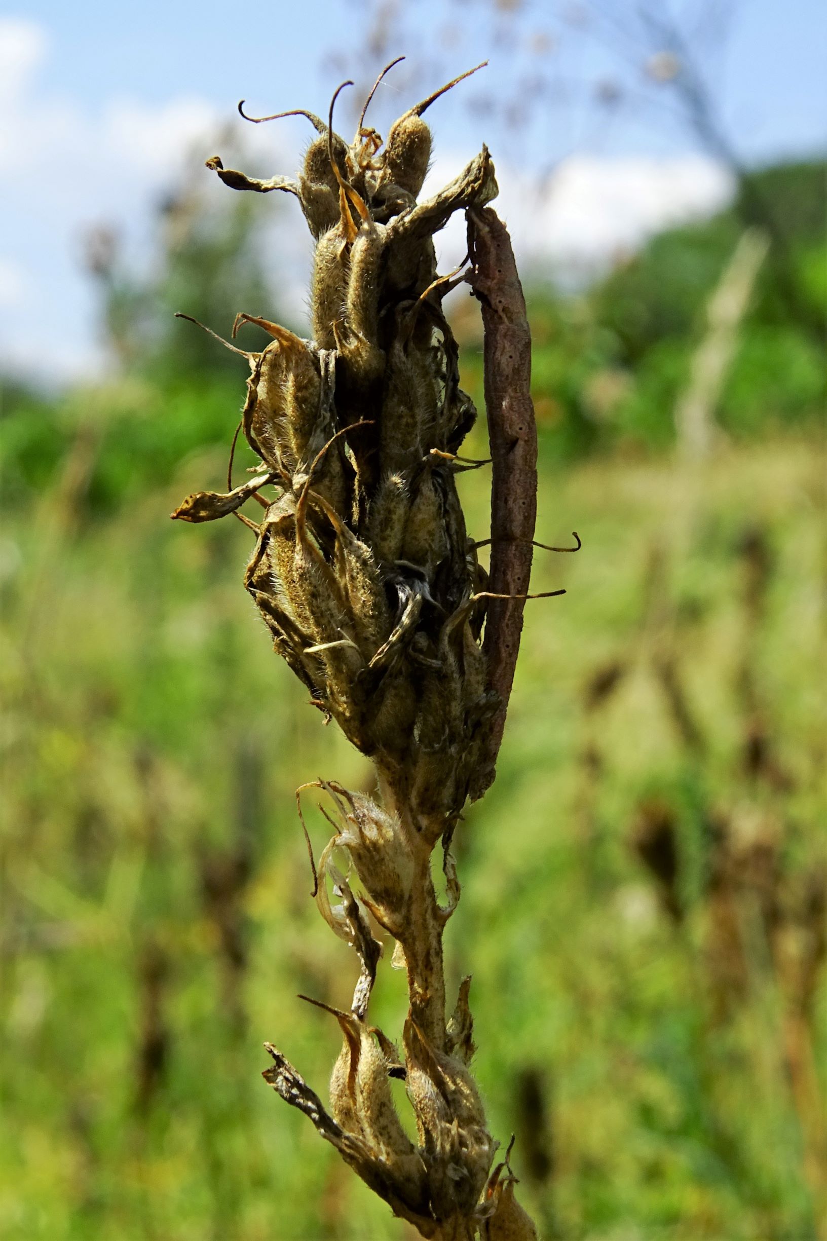 DSC01993 astragalus onobrychis kulturland spitzerberg 2020-08-19.jpg