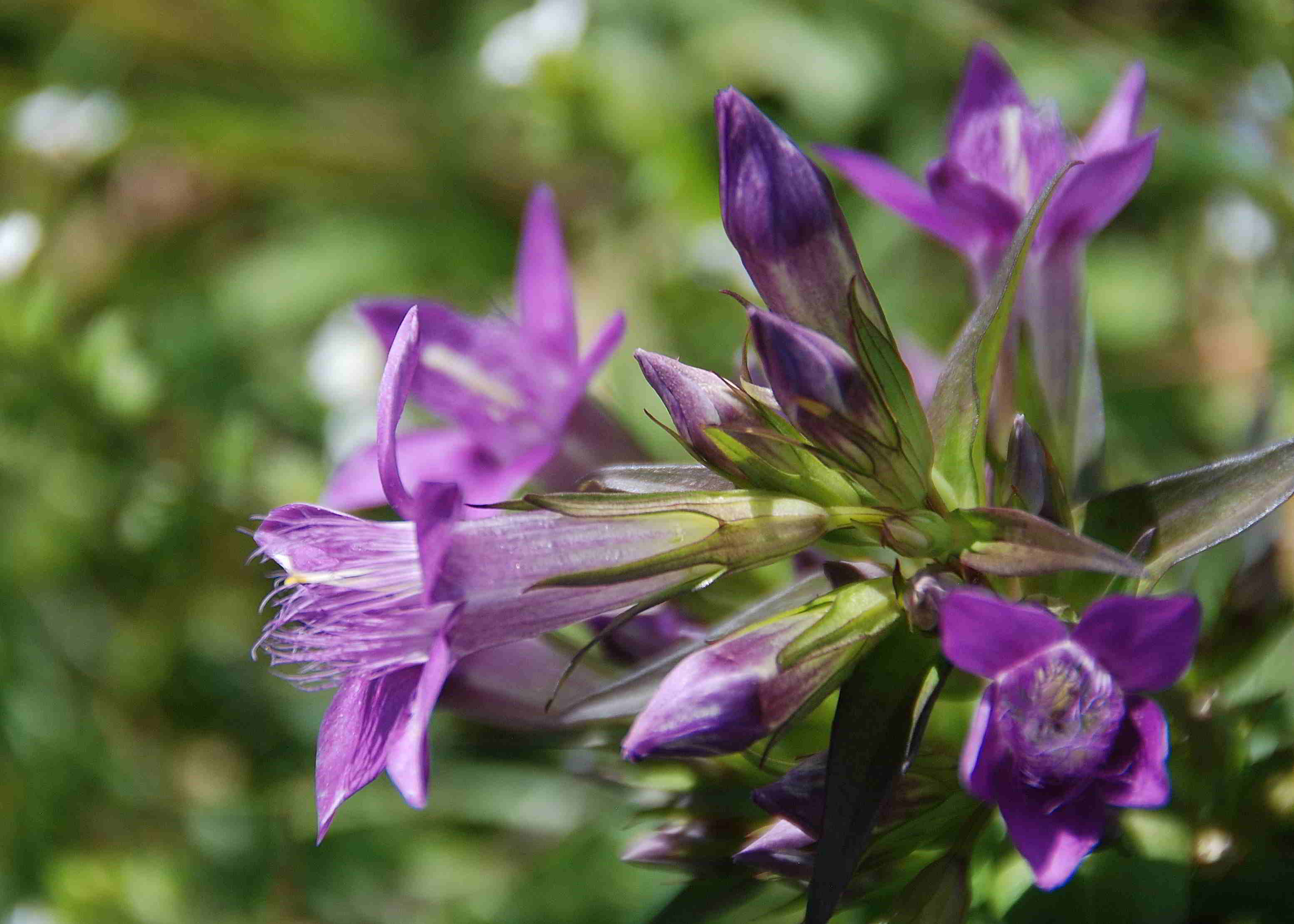 Kernhof-Wiese oberhalb Parkplatz Zoo-05092017-(24).JPG