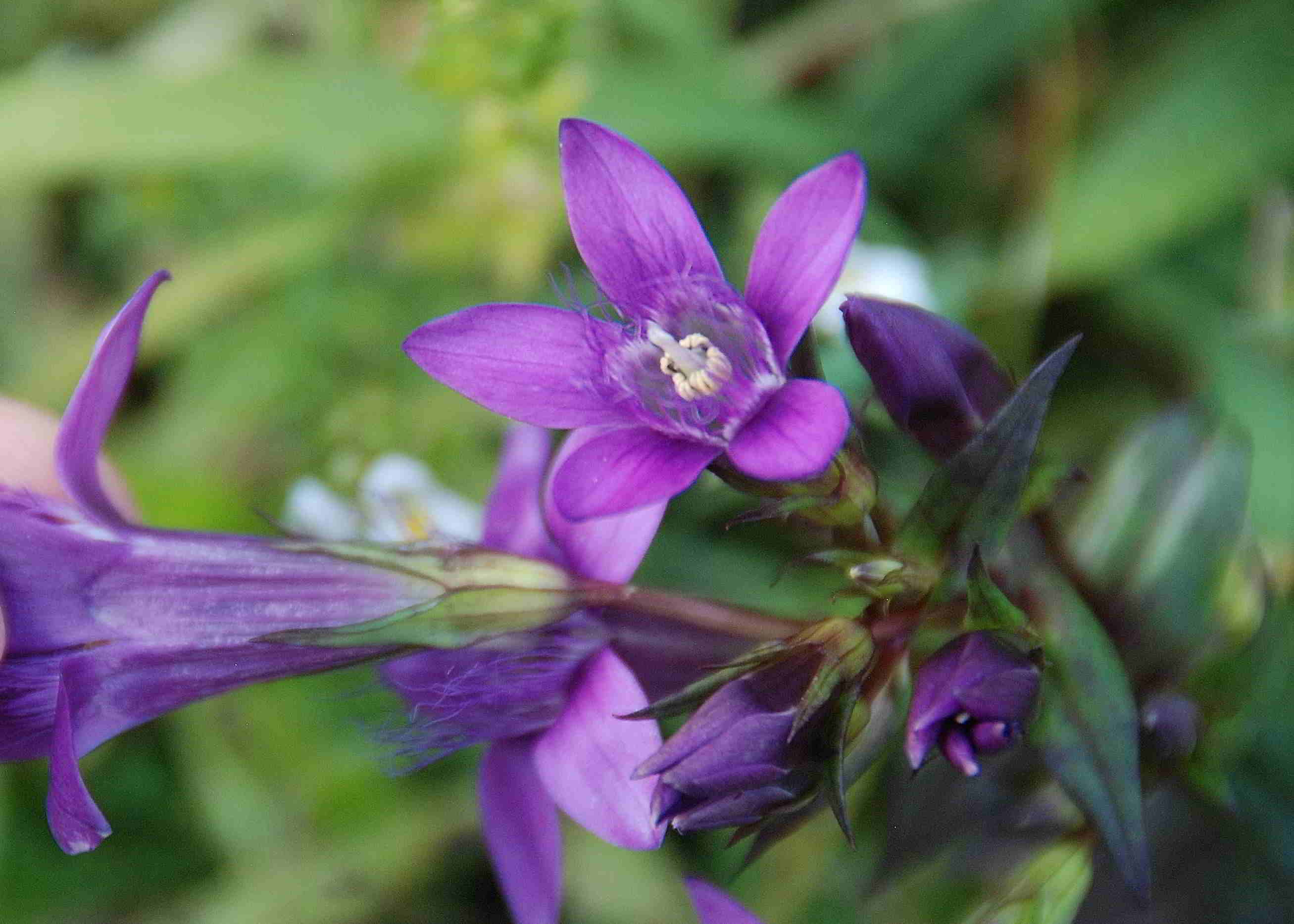 Kernhof-Wiese oberhalb Parkplatz Zoo-05092017-(35).JPG