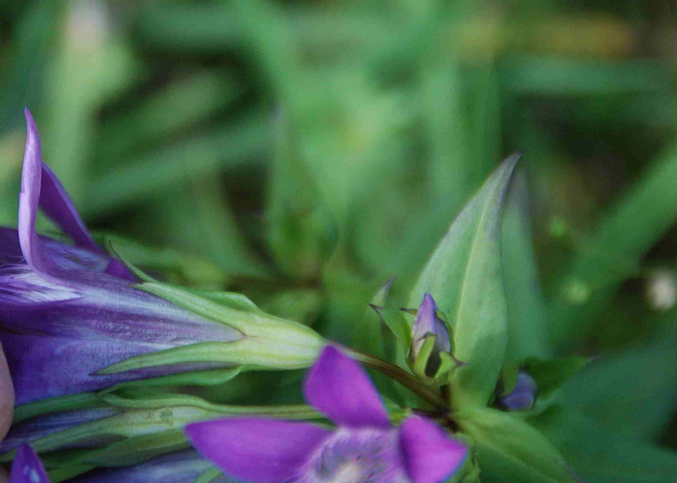 Kernhof-Wiese oberhalb Parkplatz Zoo-05092017-(39).JPG