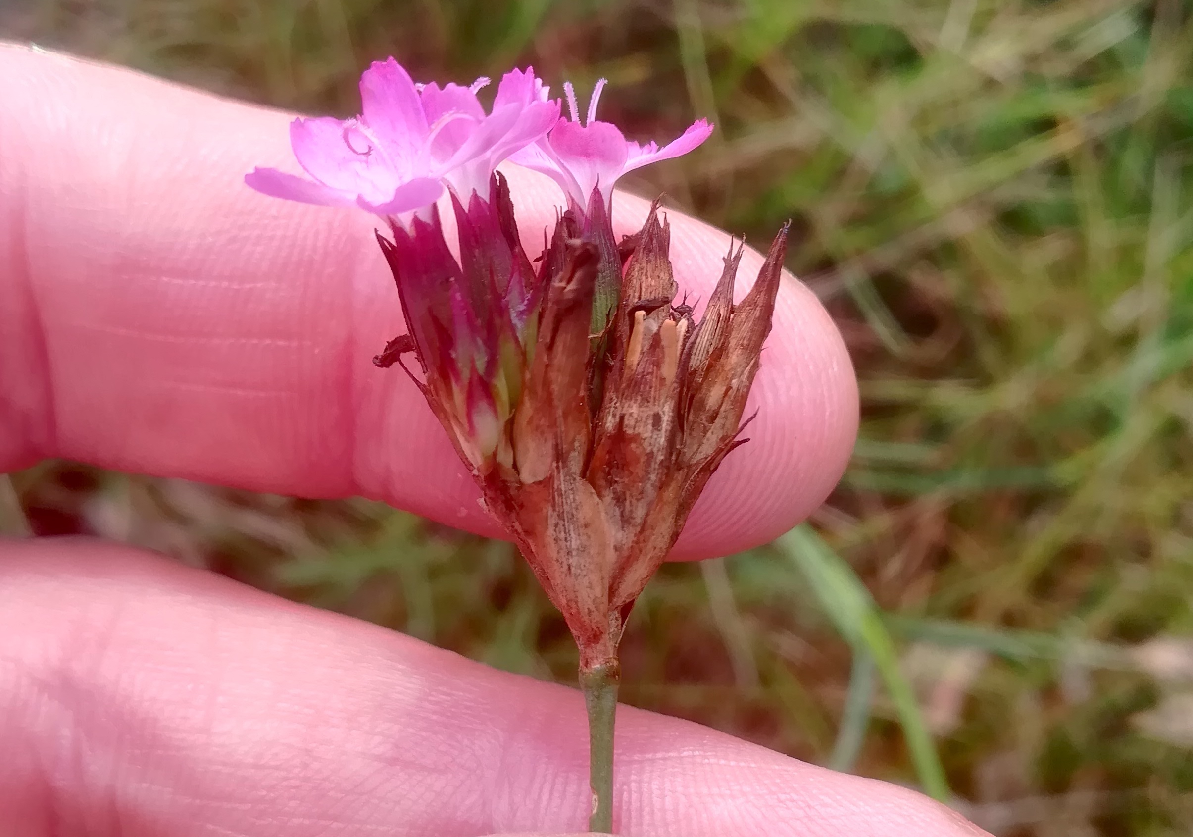 dianthus carthusianorum agg. NSG windmühle bei lassee_20200824_083048.jpg