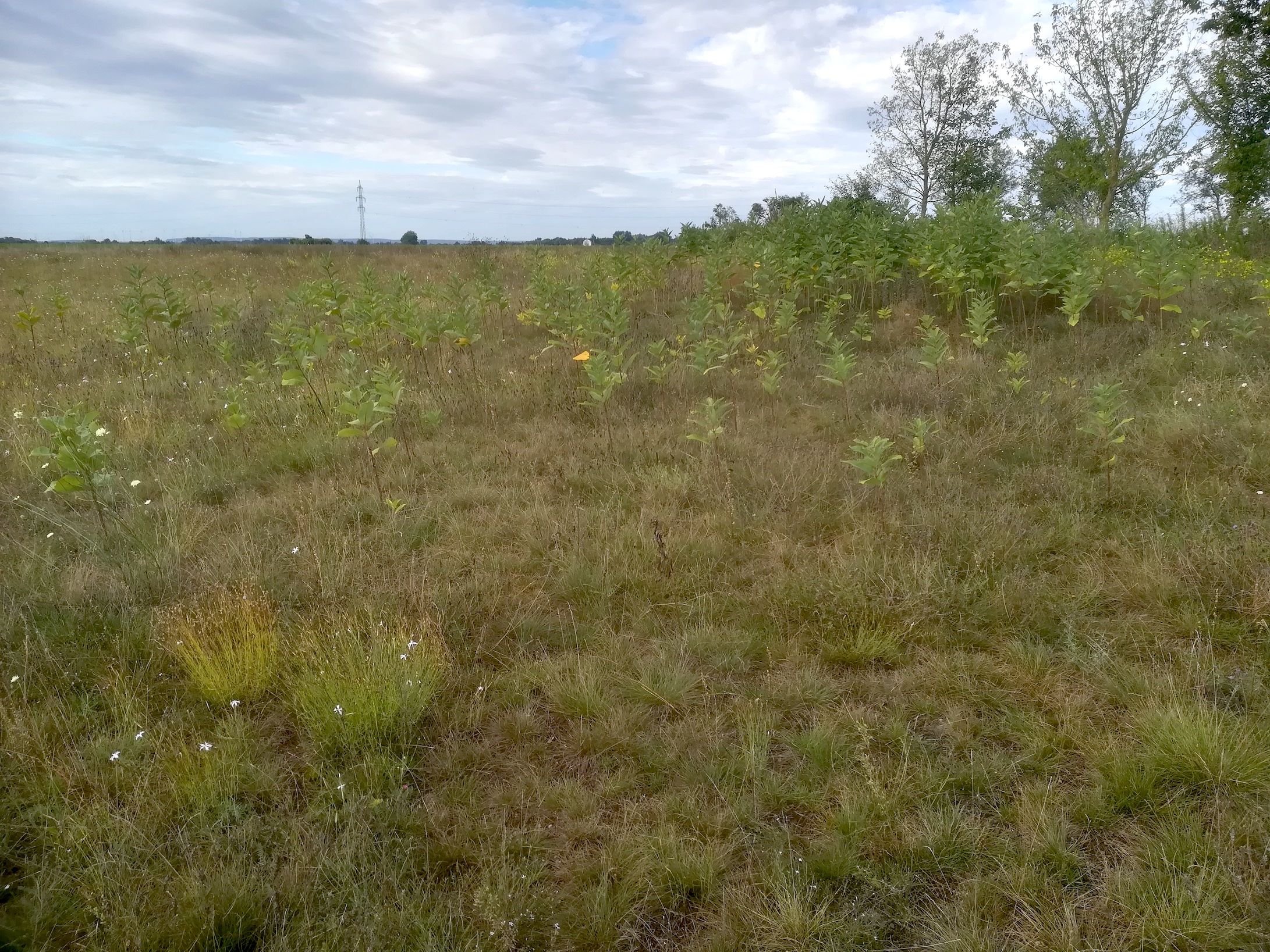 asclepias syriaca NSG windmühle bei lassee_20200824_083621.jpg