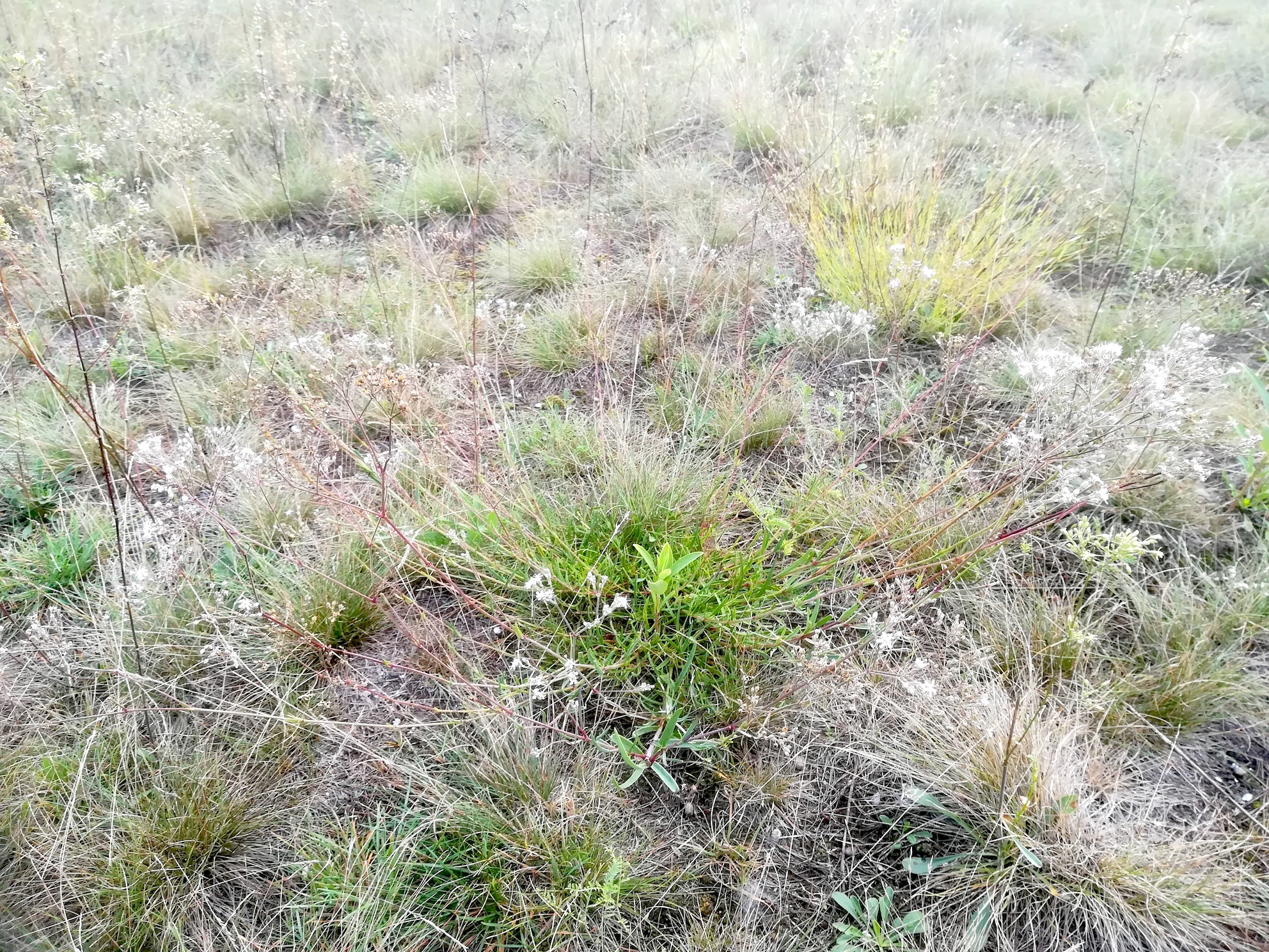 gypsophila fastigiata NSG windmühle bei lassee_20200824_083824.jpg