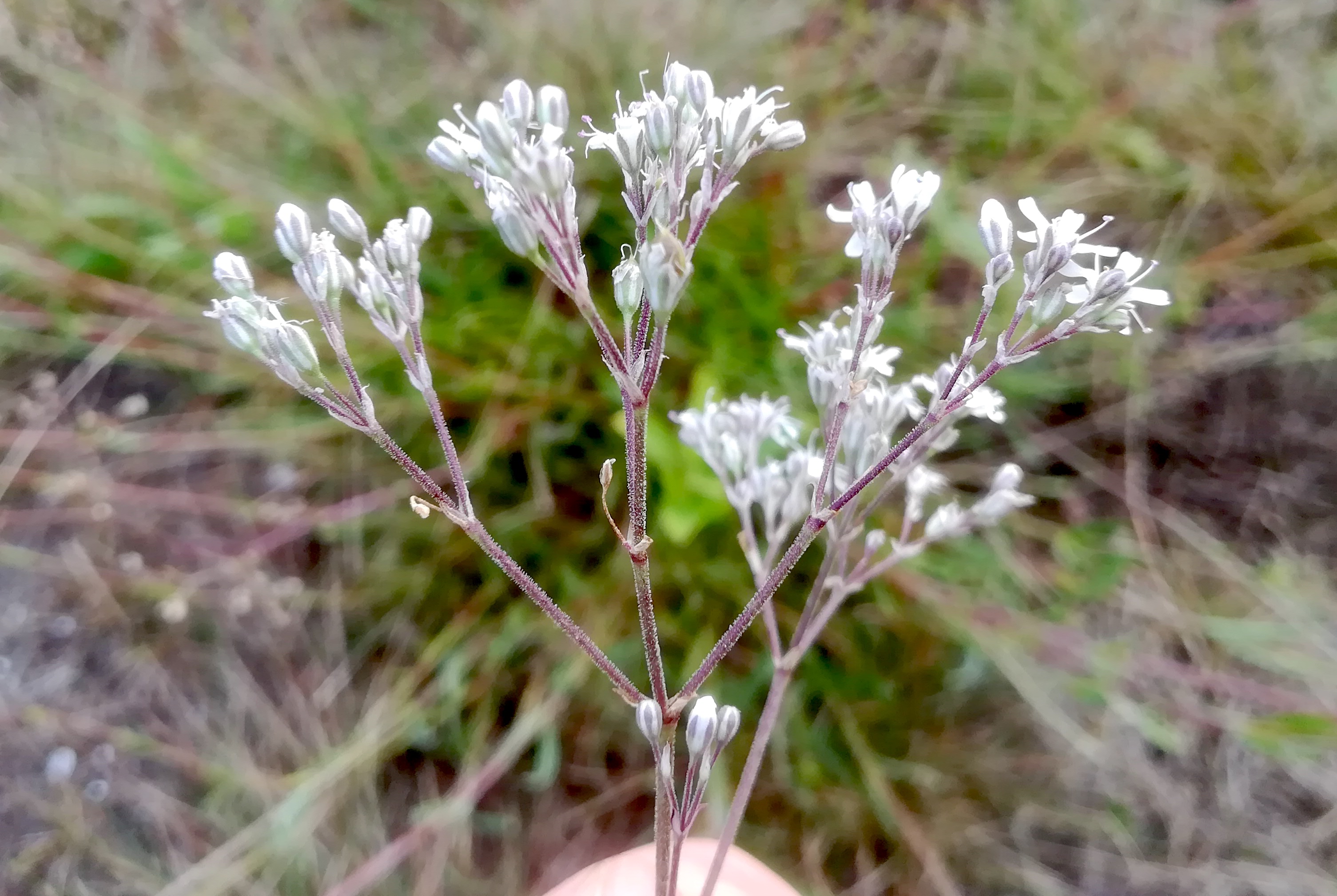 gypsophila fastigiata NSG windmühle bei lassee_20200824_083907.jpg